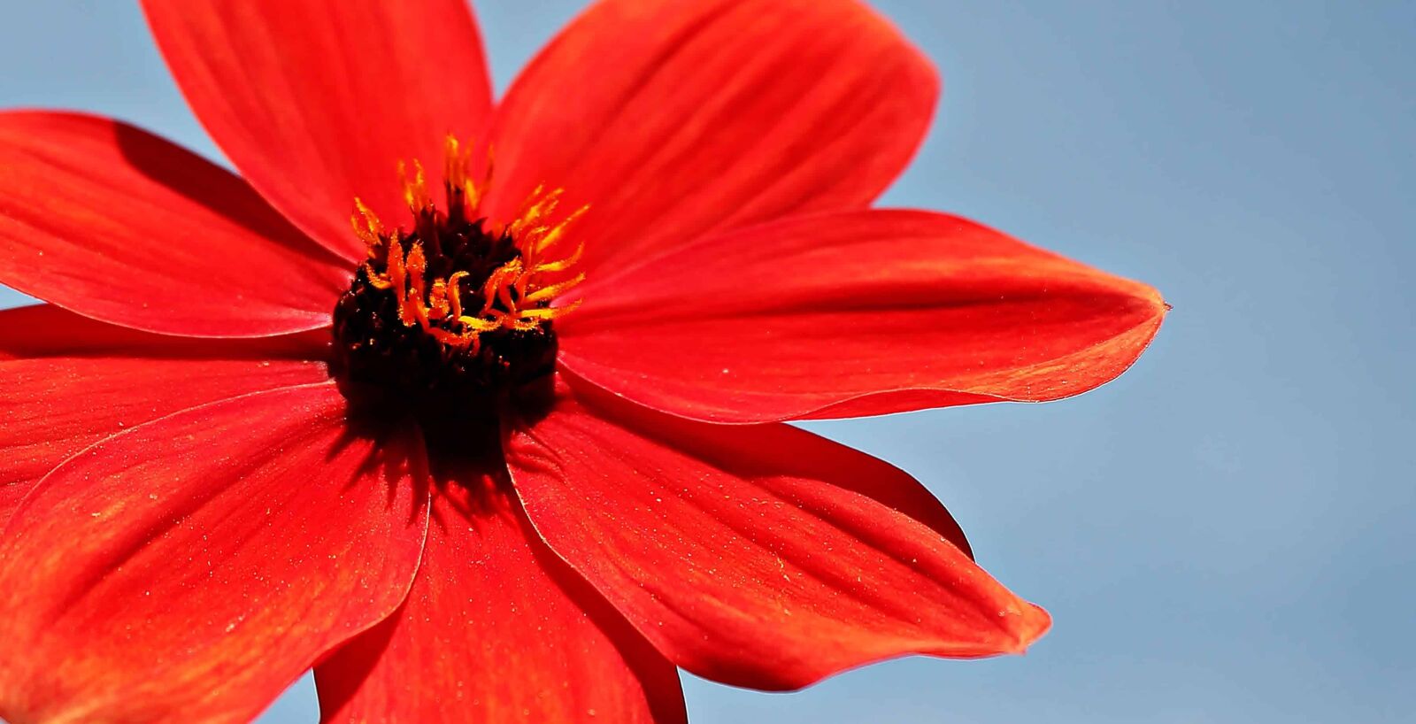 Canon EOS 550D (EOS Rebel T2i / EOS Kiss X4) sample photo. Petal, spring, pollen, red photography