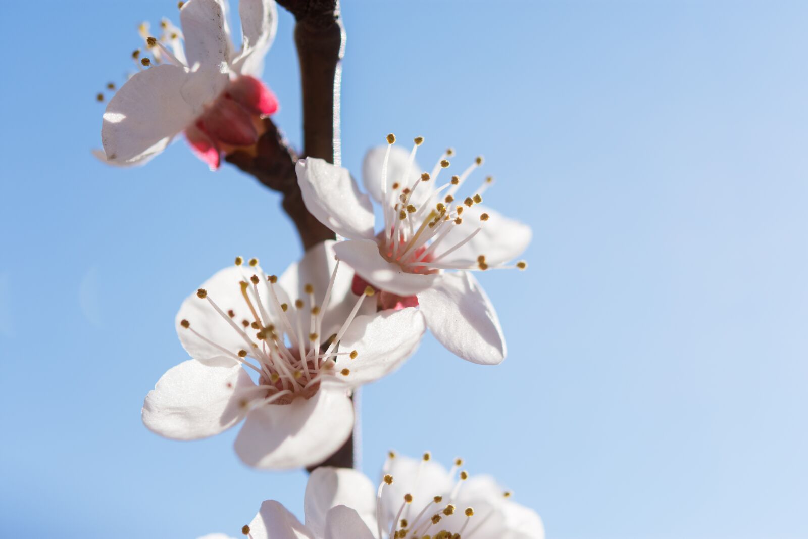Nikon D7200 sample photo. Nature, flowers, cherry photography