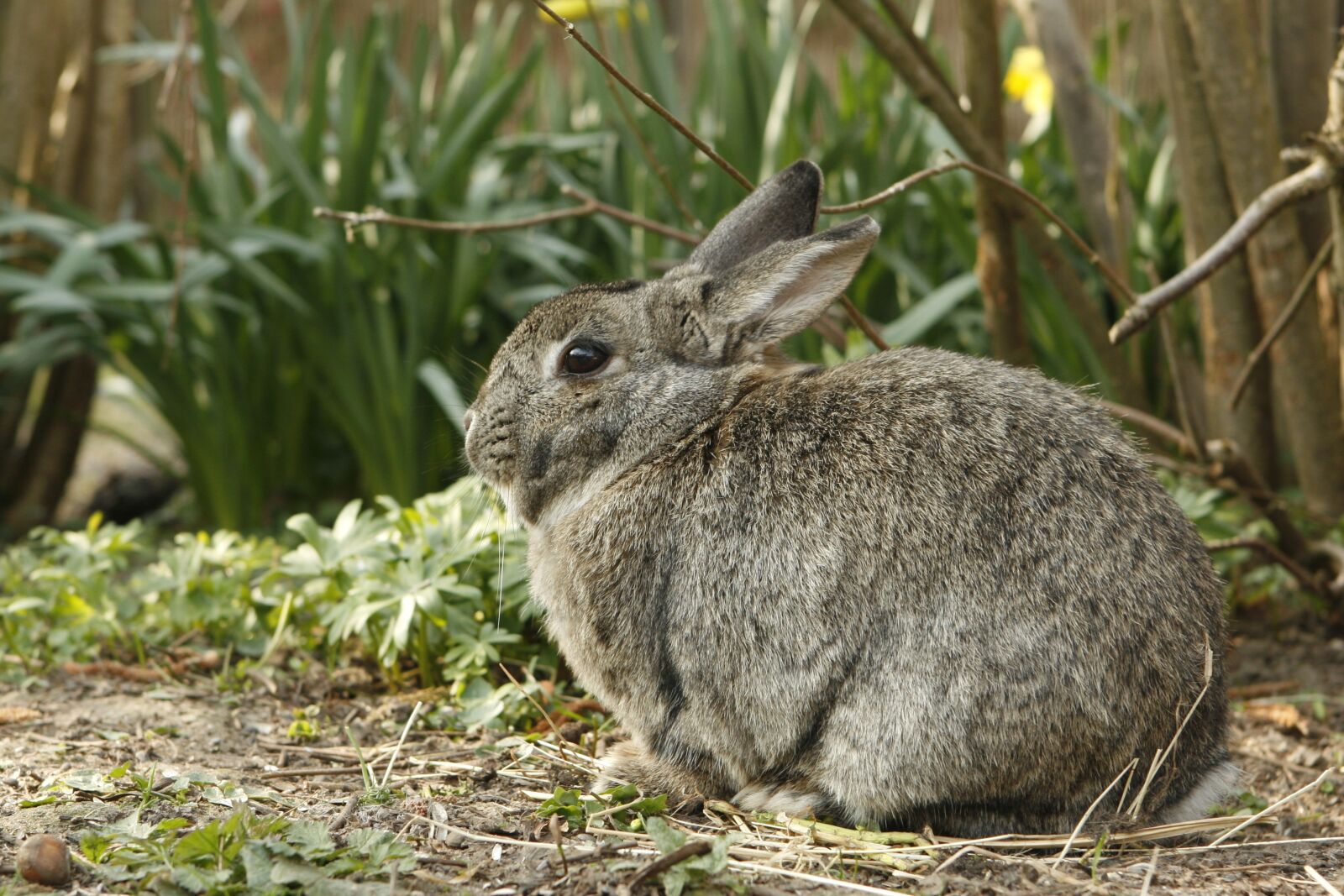 Canon EOS 30D sample photo. Rabbit, bunny, pet photography