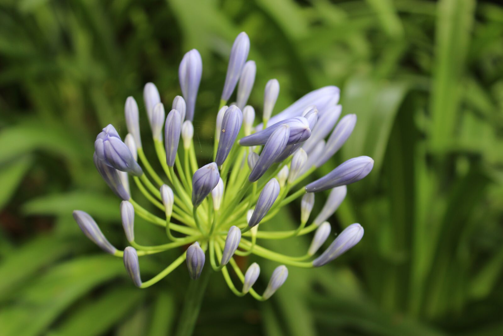 Canon EOS 600D (Rebel EOS T3i / EOS Kiss X5) sample photo. Agapanthus, blue, flower photography