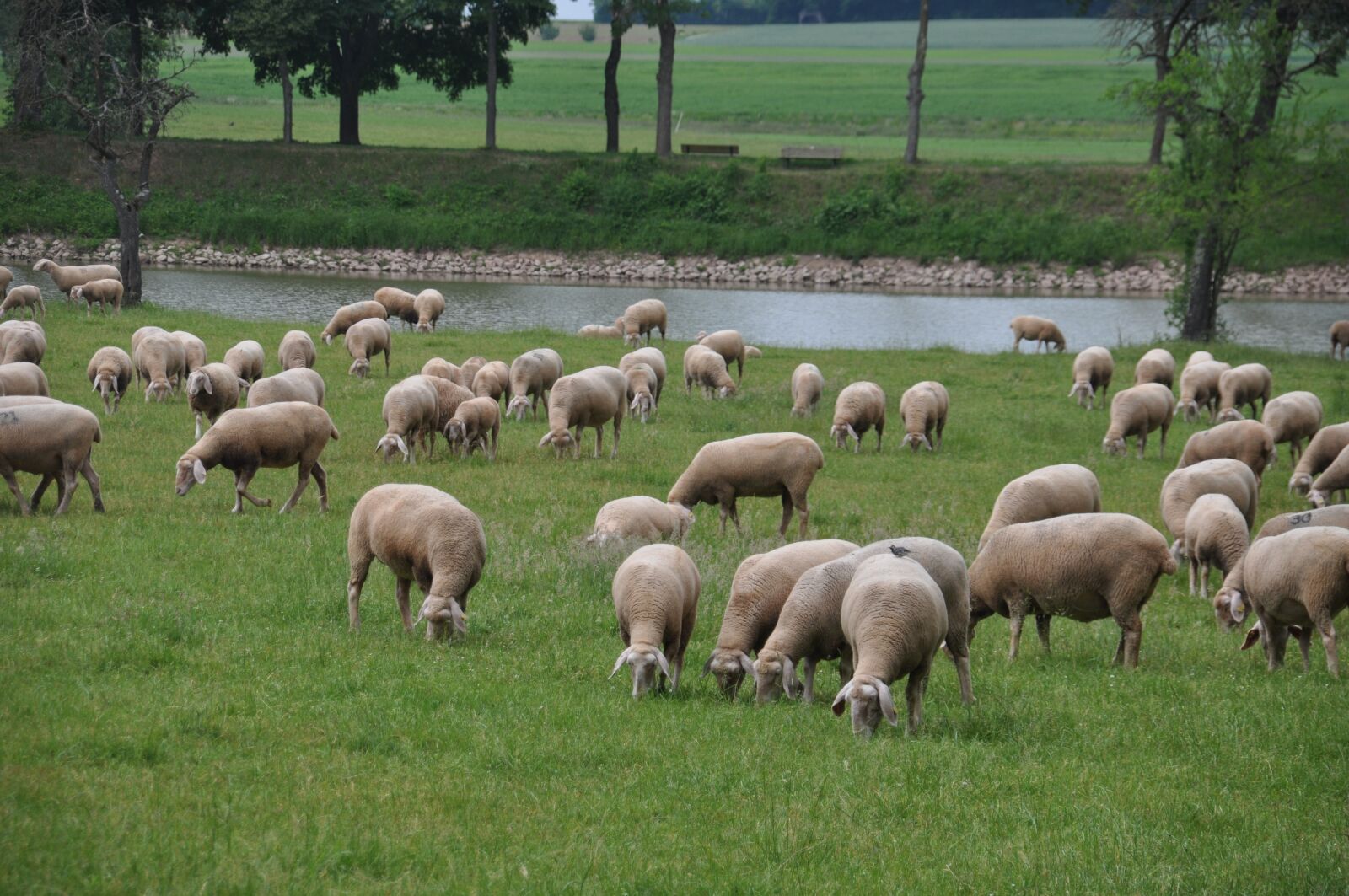 Nikon D90 sample photo. Sheep pasture, merino land photography
