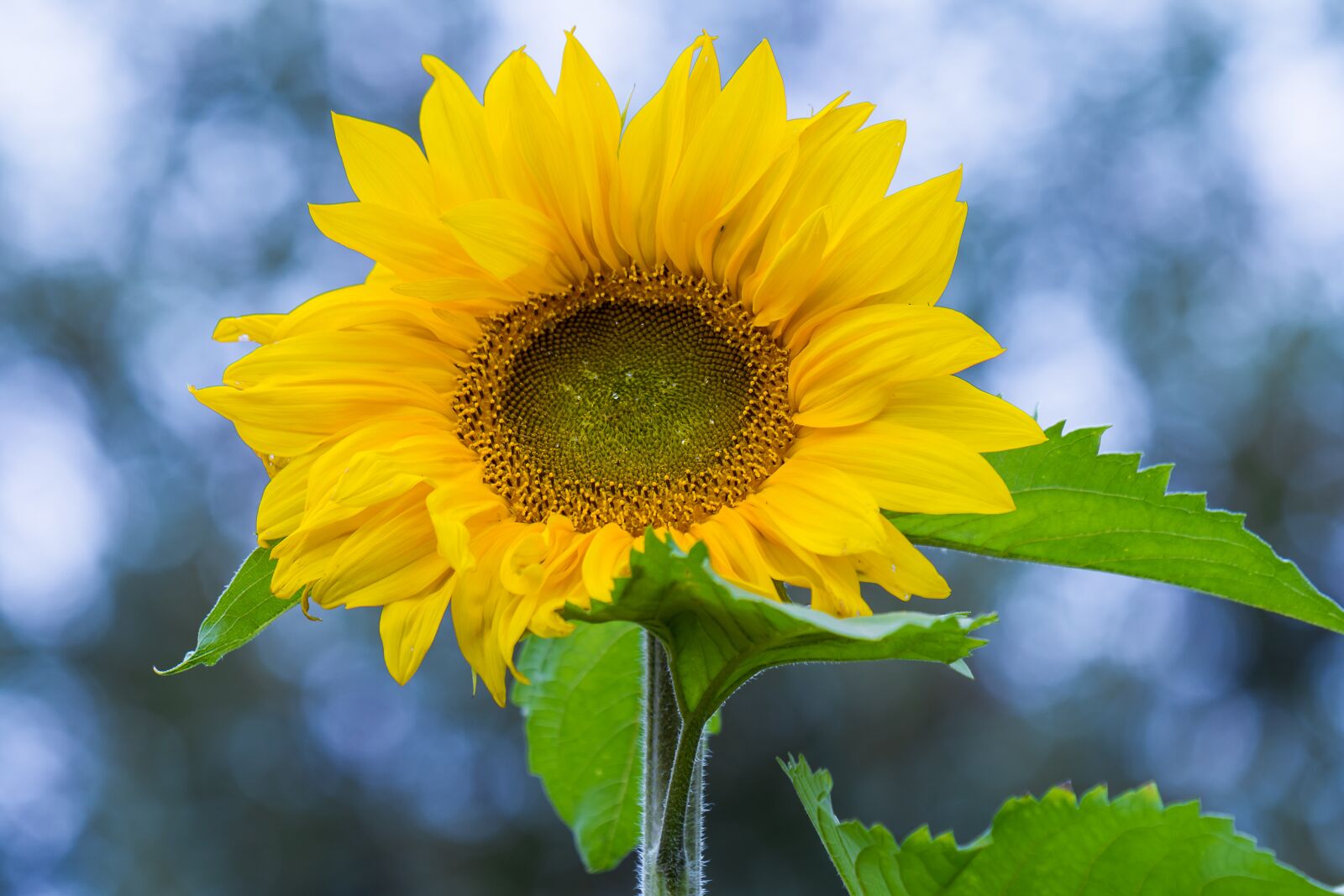 Nikon D7200 sample photo. Sunflower, flower, summer photography