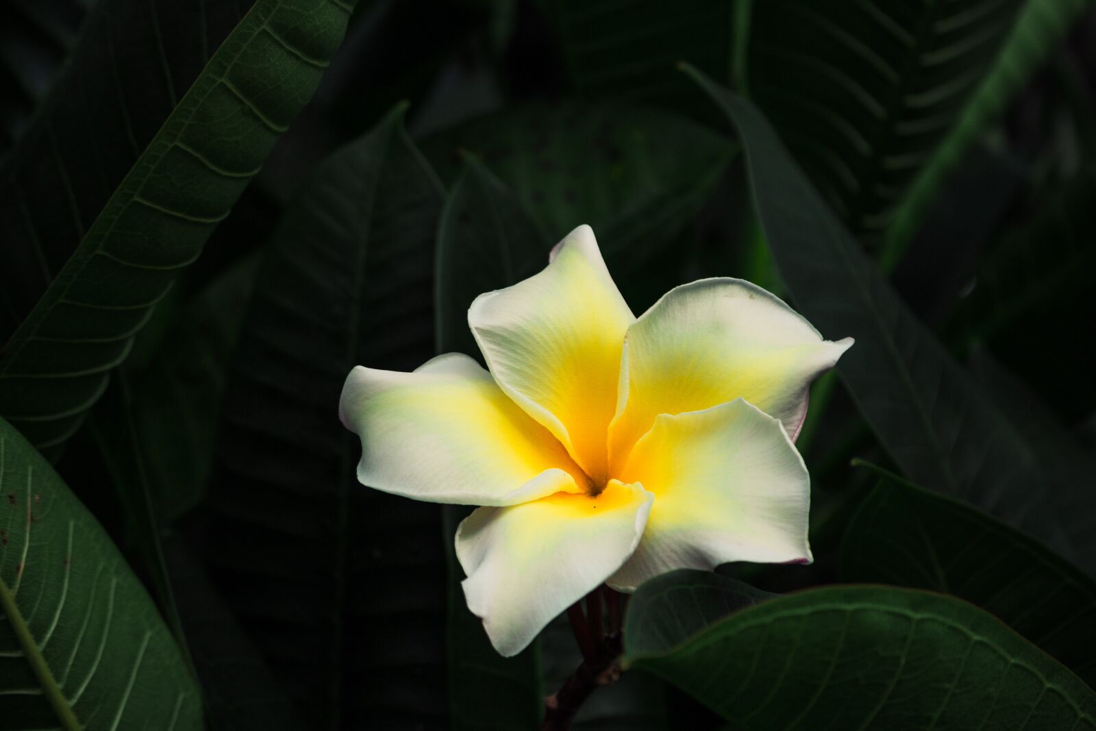 Canon EOS 700D (EOS Rebel T5i / EOS Kiss X7i) sample photo. Flowers, invited to visit photography