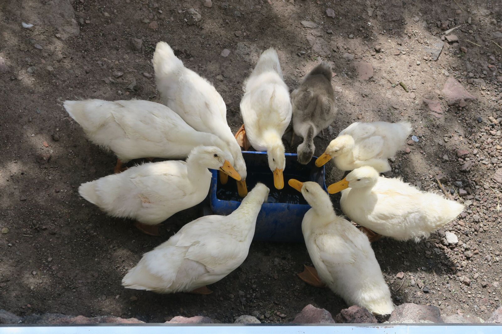 Canon PowerShot G7 X sample photo. Goose, pets, animal photography