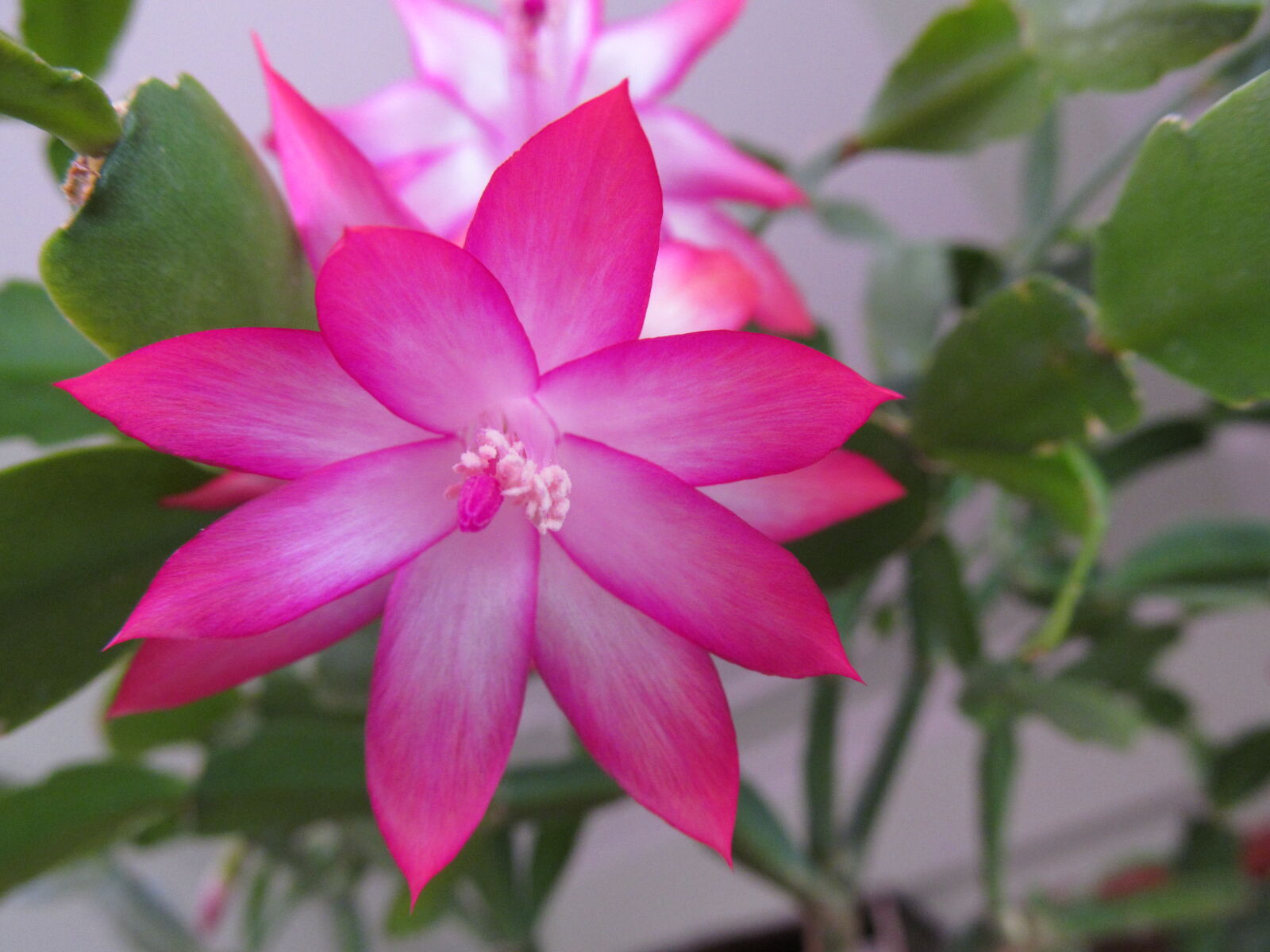 Canon PowerShot SX150 IS sample photo. Flower, macro, nature photography