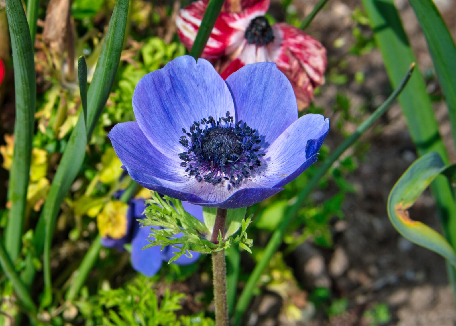 Nikon D7500 sample photo. Spring flower, blossom, bloom photography