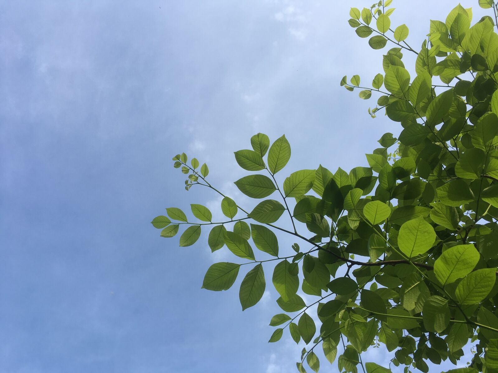iPhone SE back camera 4.15mm f/2.2 sample photo. Tree, sky, yellowwood photography