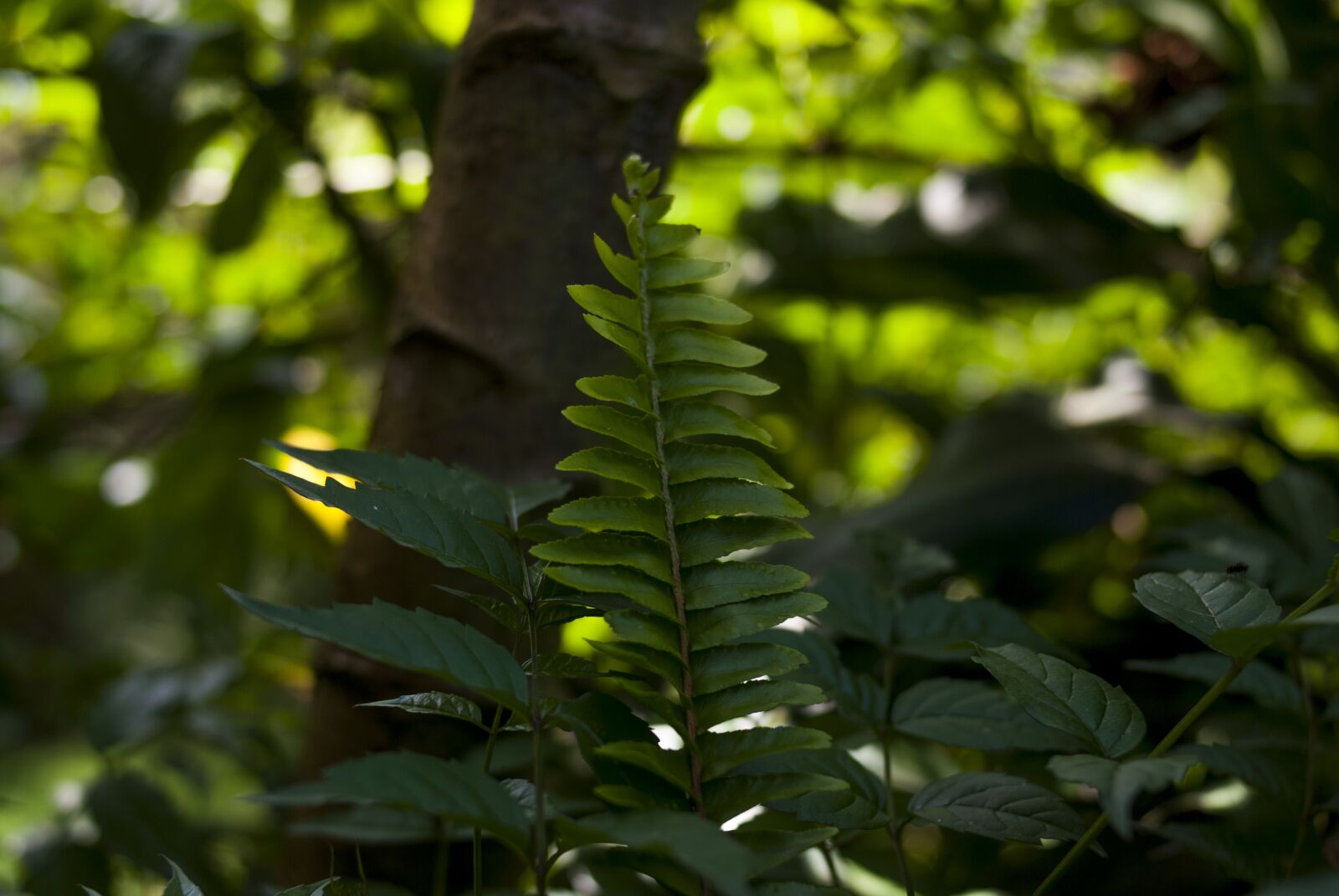 Nikon D60 sample photo. Leaf, tree, nature photography