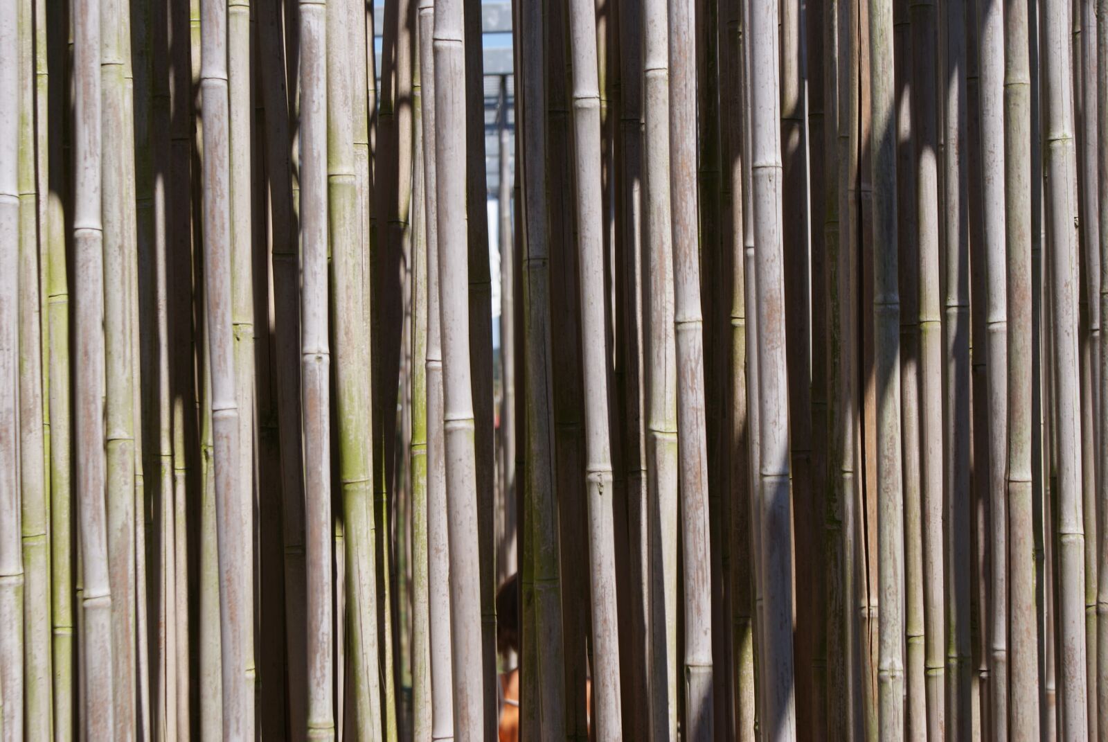 Sony Alpha DSLR-A200 sample photo. Bamboo, nature, zen photography