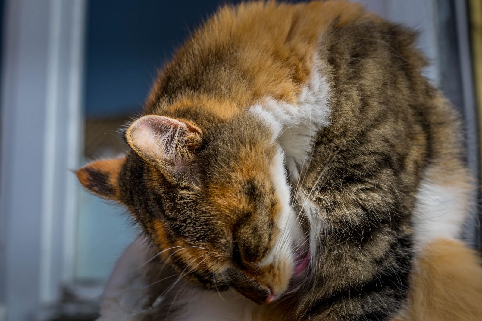 Nikon D5300 sample photo. Maine, coon, cat photography