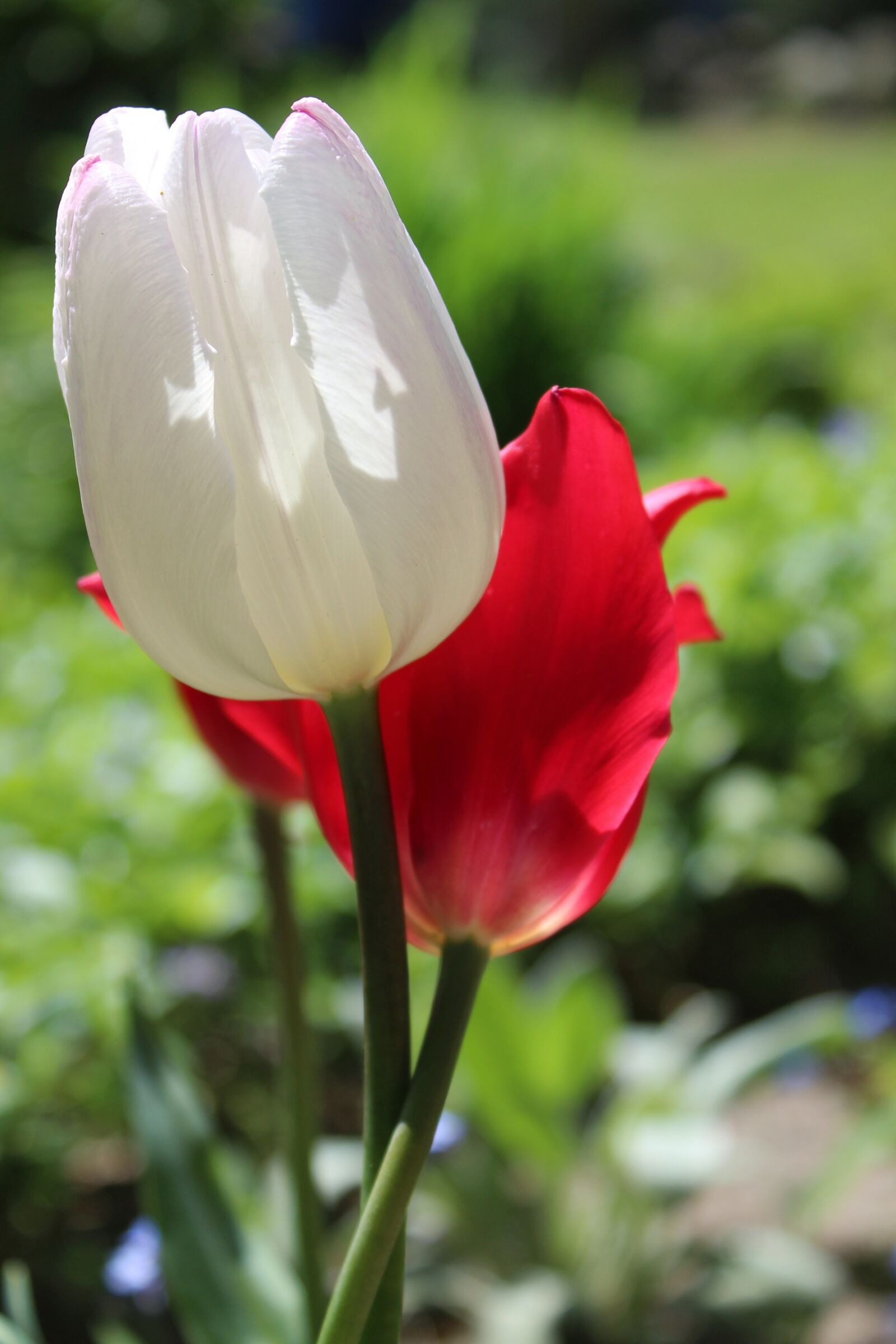 Canon EOS 1300D (EOS Rebel T6 / EOS Kiss X80) sample photo. Tulip, color, white photography