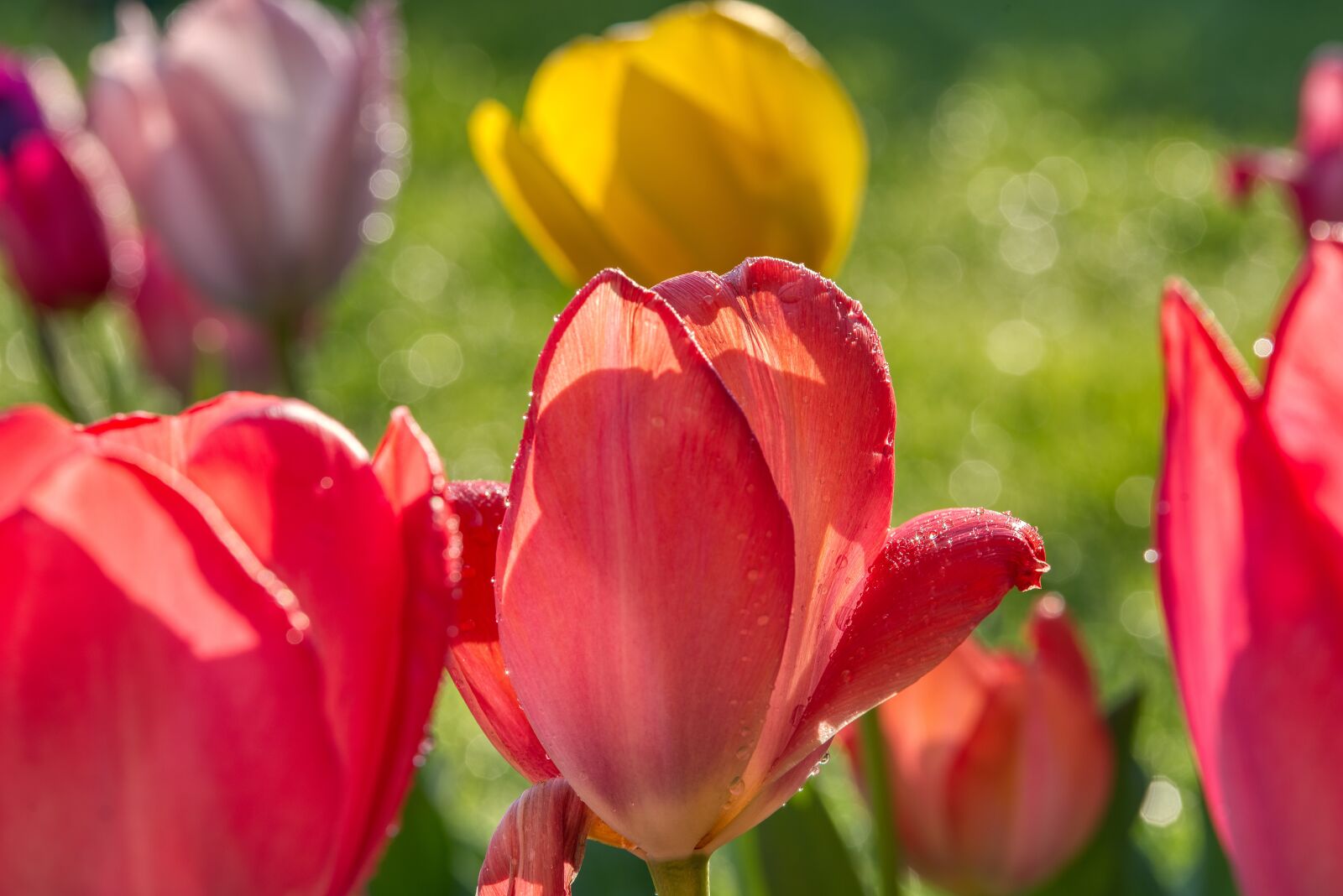 Nikon D750 sample photo. Tulips, irrigation, casting photography
