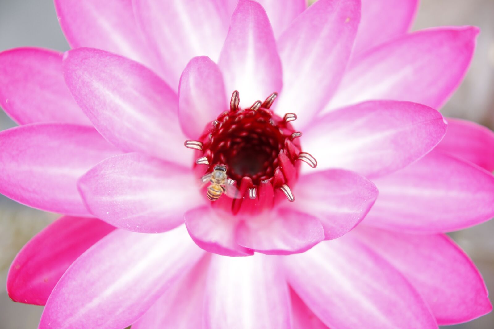 Canon EOS 50D sample photo. Water lily, pond, blossom photography