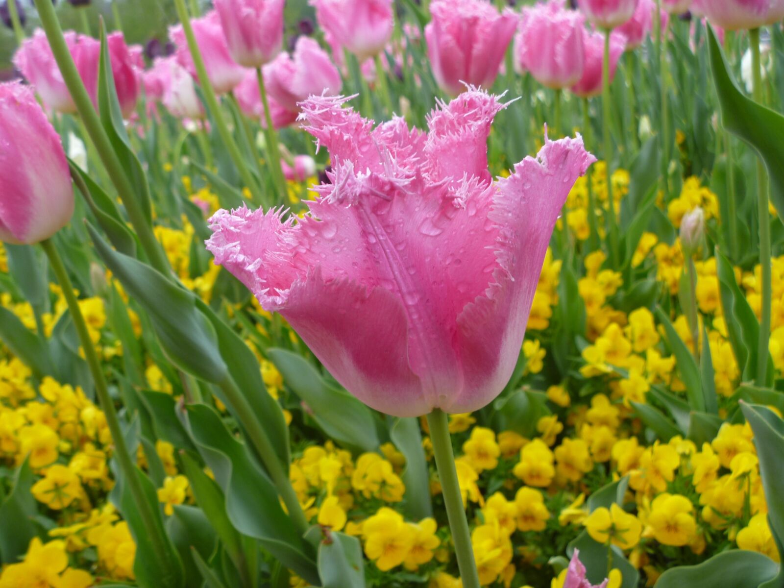 Panasonic DMC-FT10 sample photo. Tulip, flower, spring photography