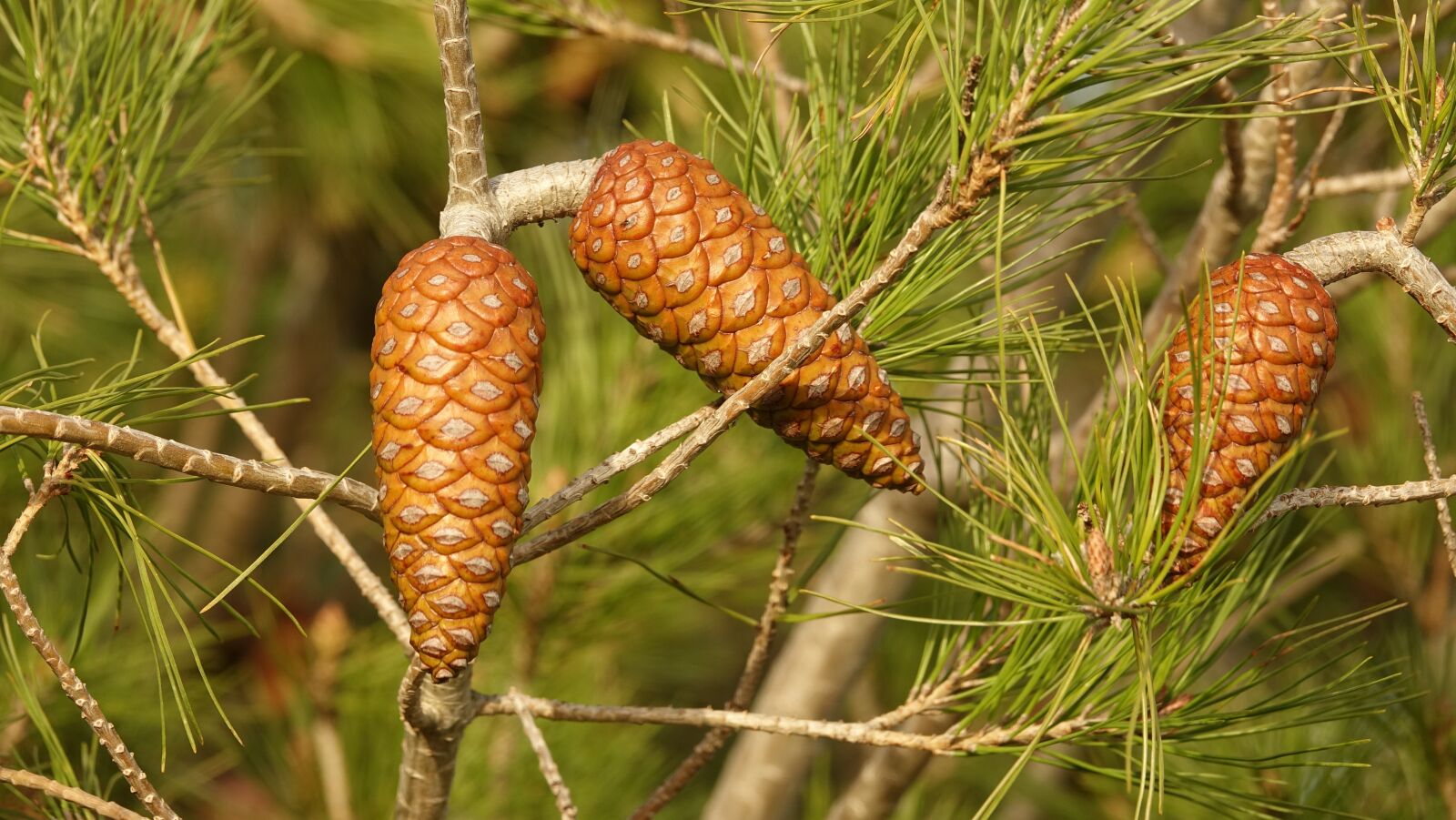 Sony Cyber-shot DSC-RX10 III sample photo. Pine, cones or pine photography