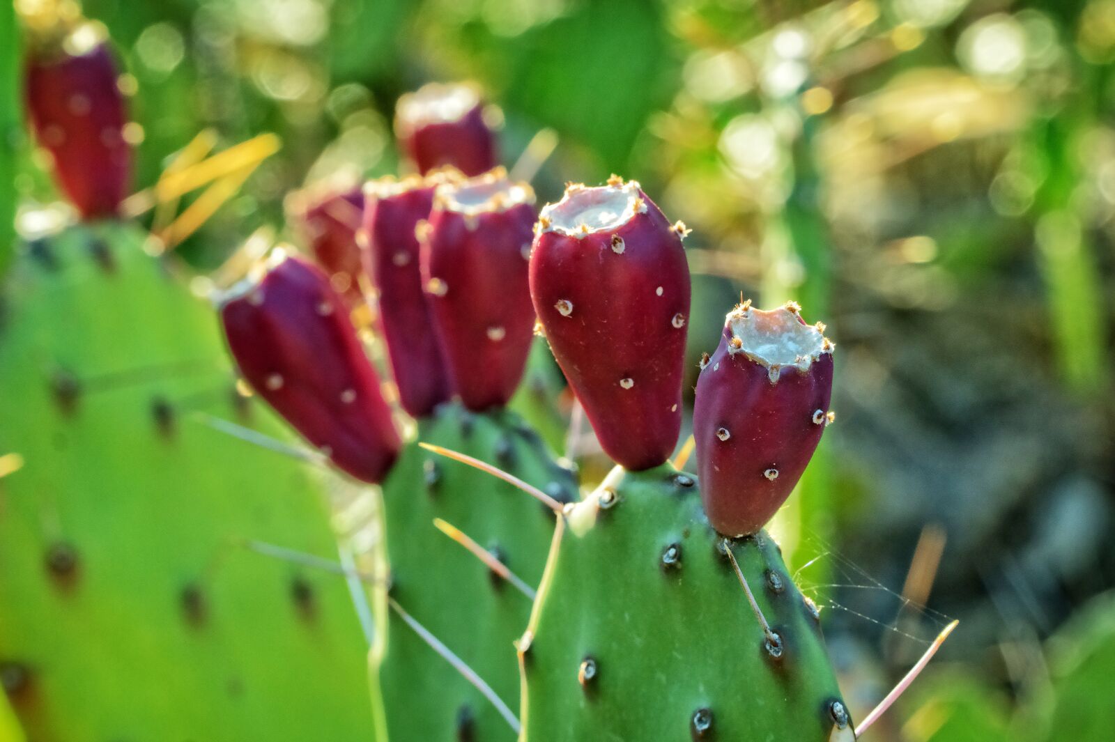 Sony a6000 + Sony E PZ 18-105mm F4 G OSS sample photo. Blur, botanical, cacti, cactus photography