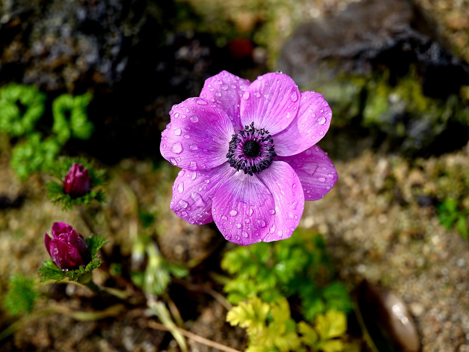 Leica Vario-Elmarit-SL 24-90mm F2.8-4 ASPH sample photo. Flower, nature, beautiful photography