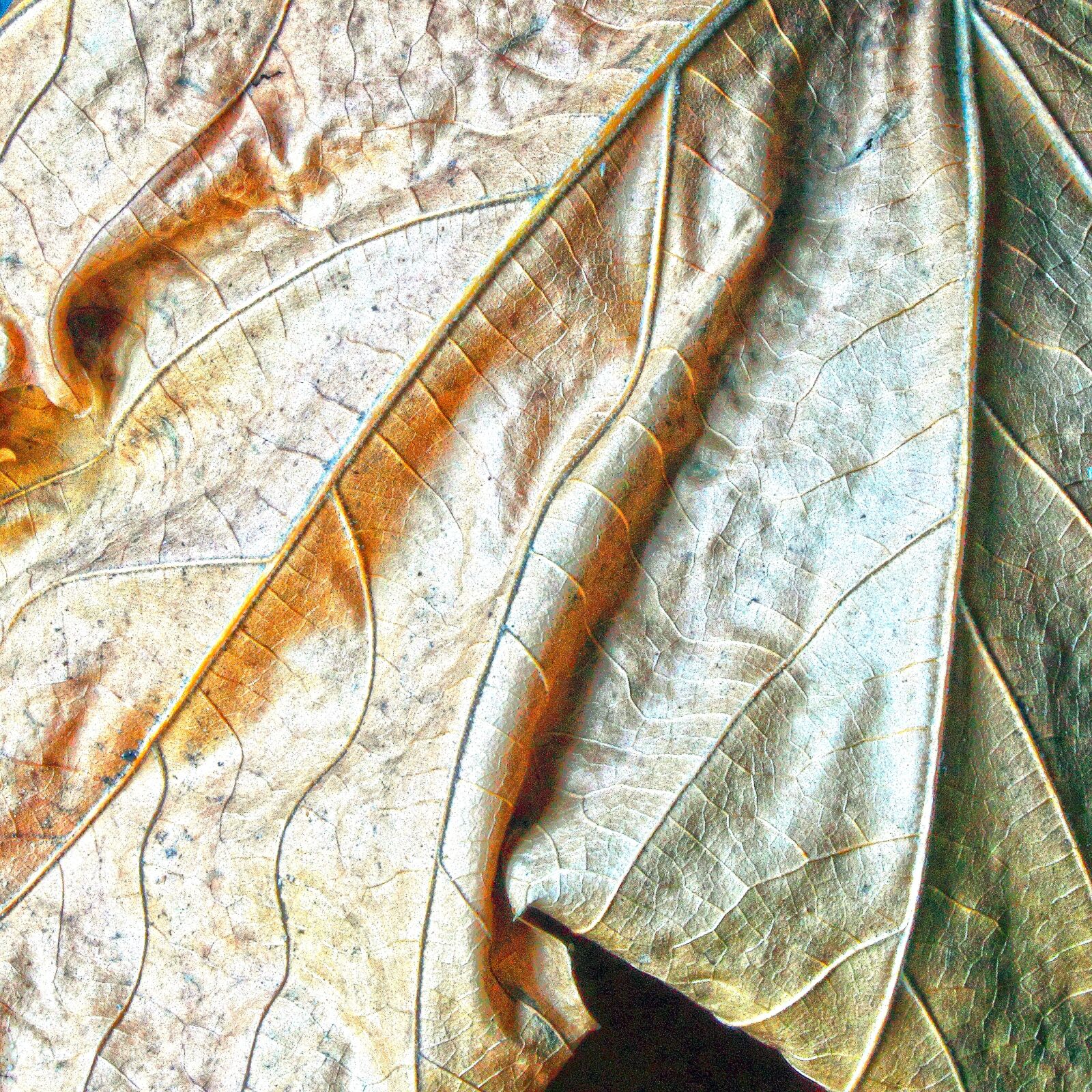 Canon EOS 500D (EOS Rebel T1i / EOS Kiss X3) sample photo. Leaf, dry, nature photography