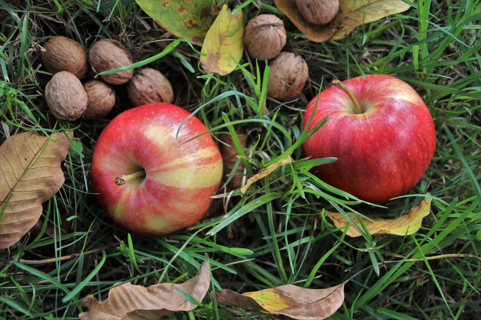 Canon EOS 80D sample photo. Fruit, nuts, autumn photography