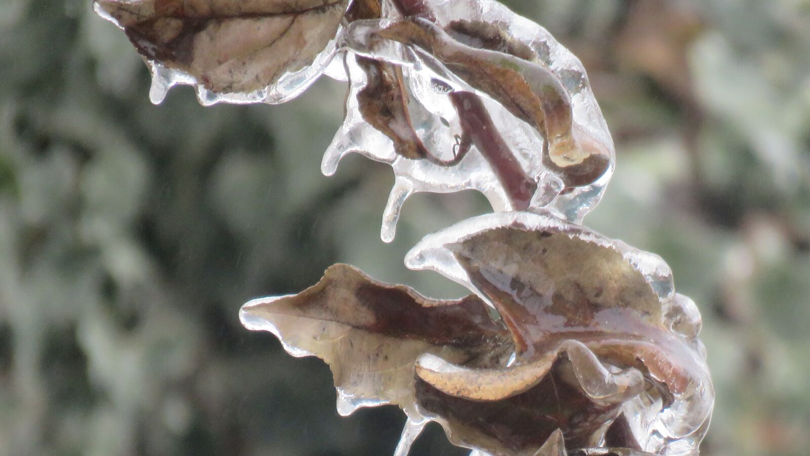 Canon PowerShot SX60 HS sample photo. Hoarfrost, winter, the ice photography