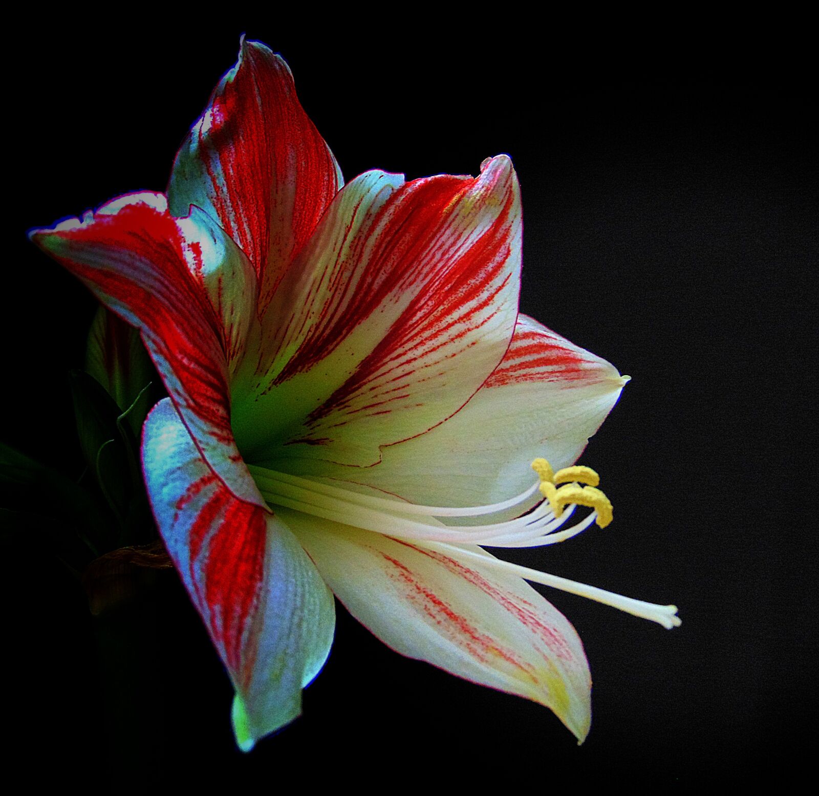 Sony Cyber-shot DSC-H300 sample photo. Amarylis, potted plant, cut photography