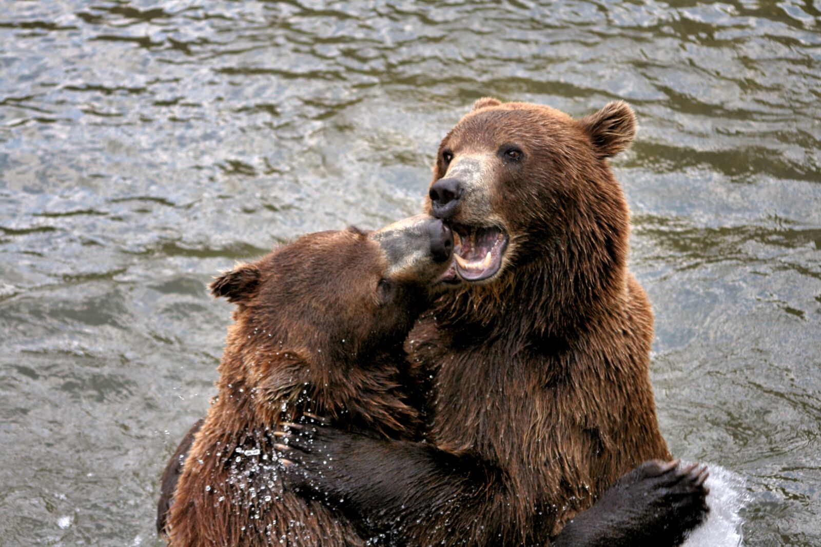 Canon EOS 400D (EOS Digital Rebel XTi / EOS Kiss Digital X) sample photo. Brown bears, play, fur photography