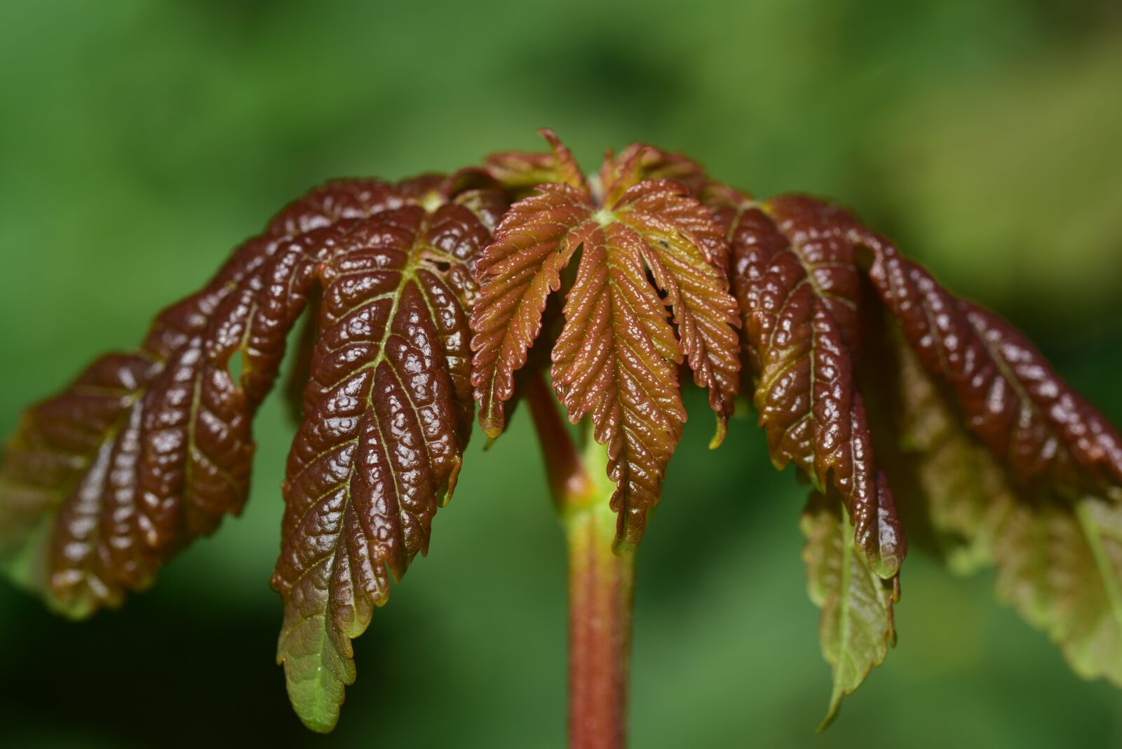 Nikon D750 sample photo. Leaf, young, nature photography