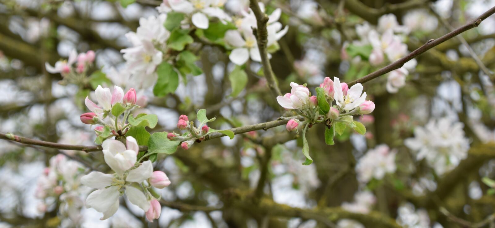 Nikon D5600 sample photo. Tree, flower, nature photography