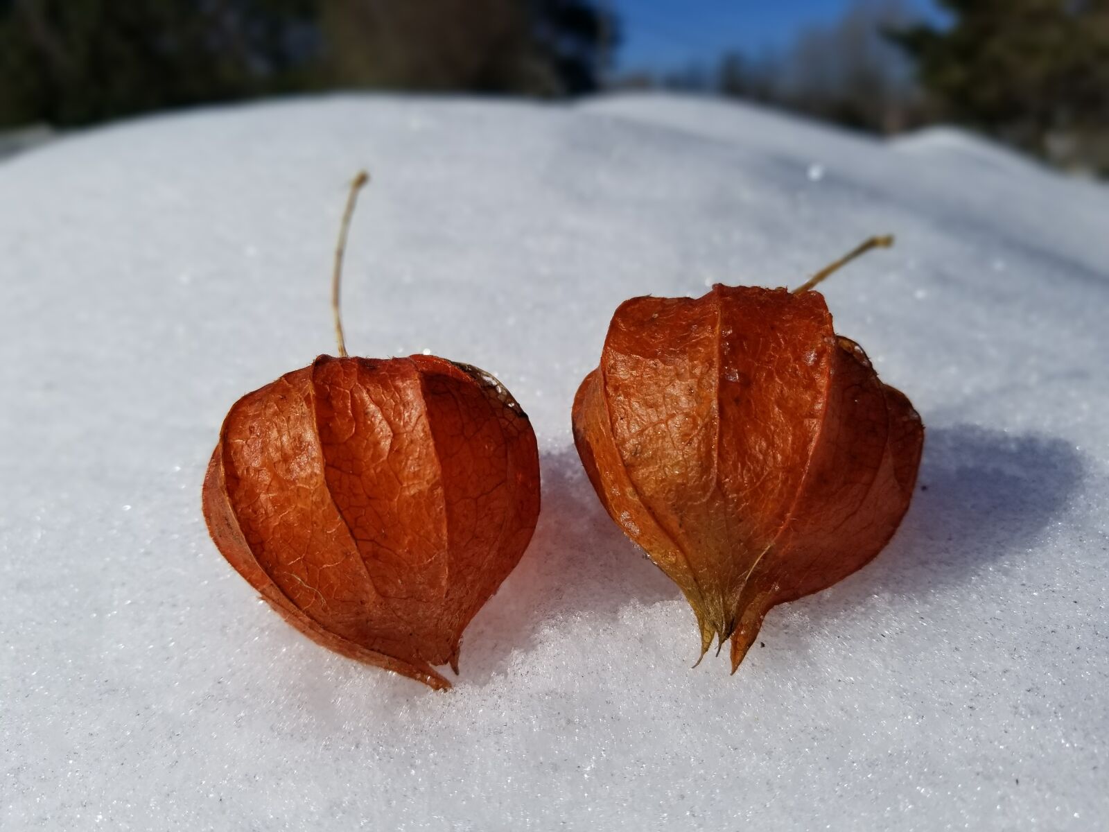 Samsung Galaxy S8+ sample photo. Fall, winter, nature photography