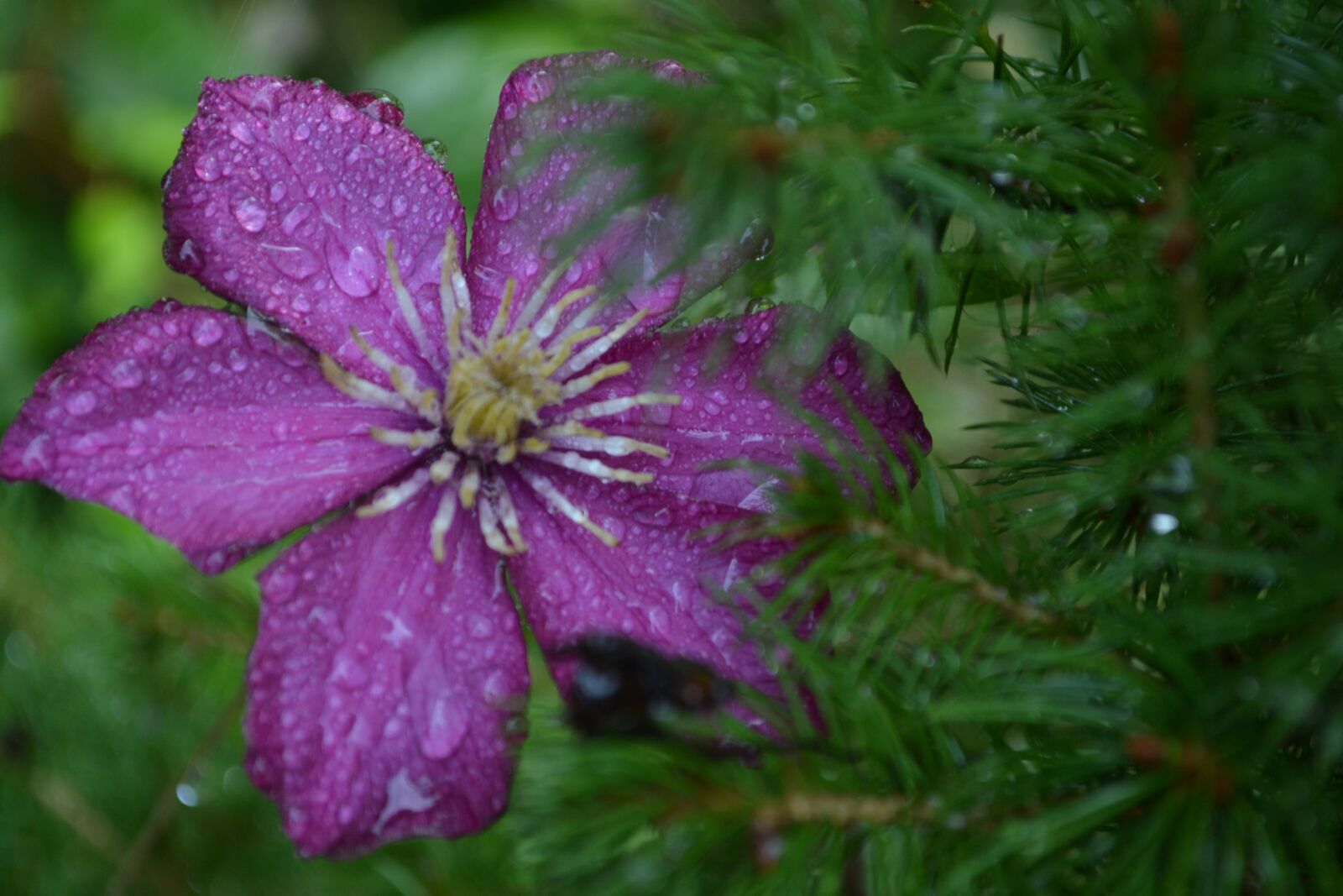Nikon D3100 sample photo. Flower, breeze, nature photography