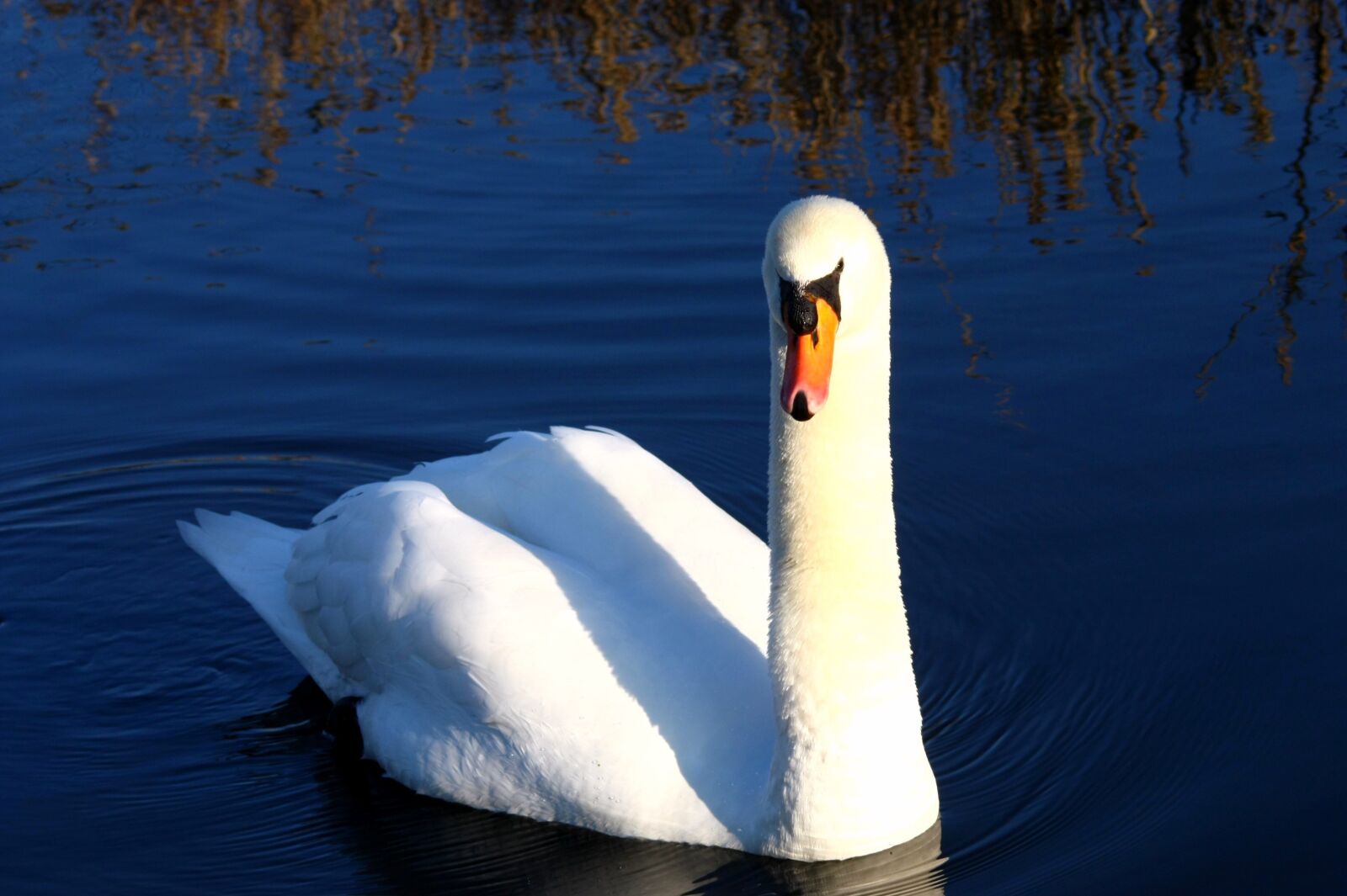 Canon EOS 450D (EOS Rebel XSi / EOS Kiss X2) sample photo. Swan, blue, white photography