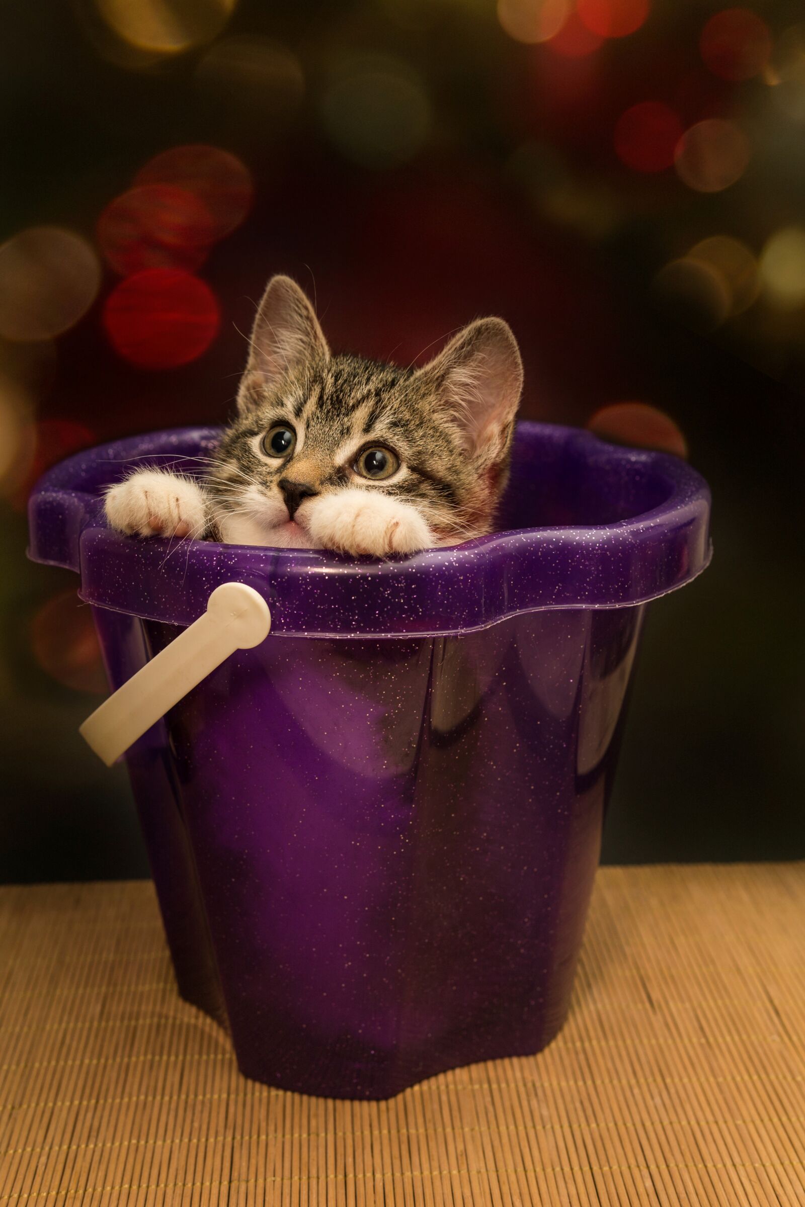 30mm F1.4 DC DN | Contemporary 016 sample photo. Cat, small, mackerel photography