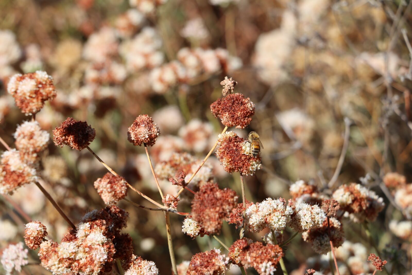 Canon EOS 70D sample photo. Trail, hiking, path photography
