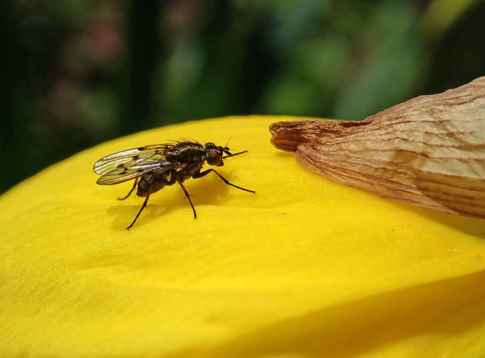 Olympus TG-5 sample photo. Fly, insect, daffodil photography