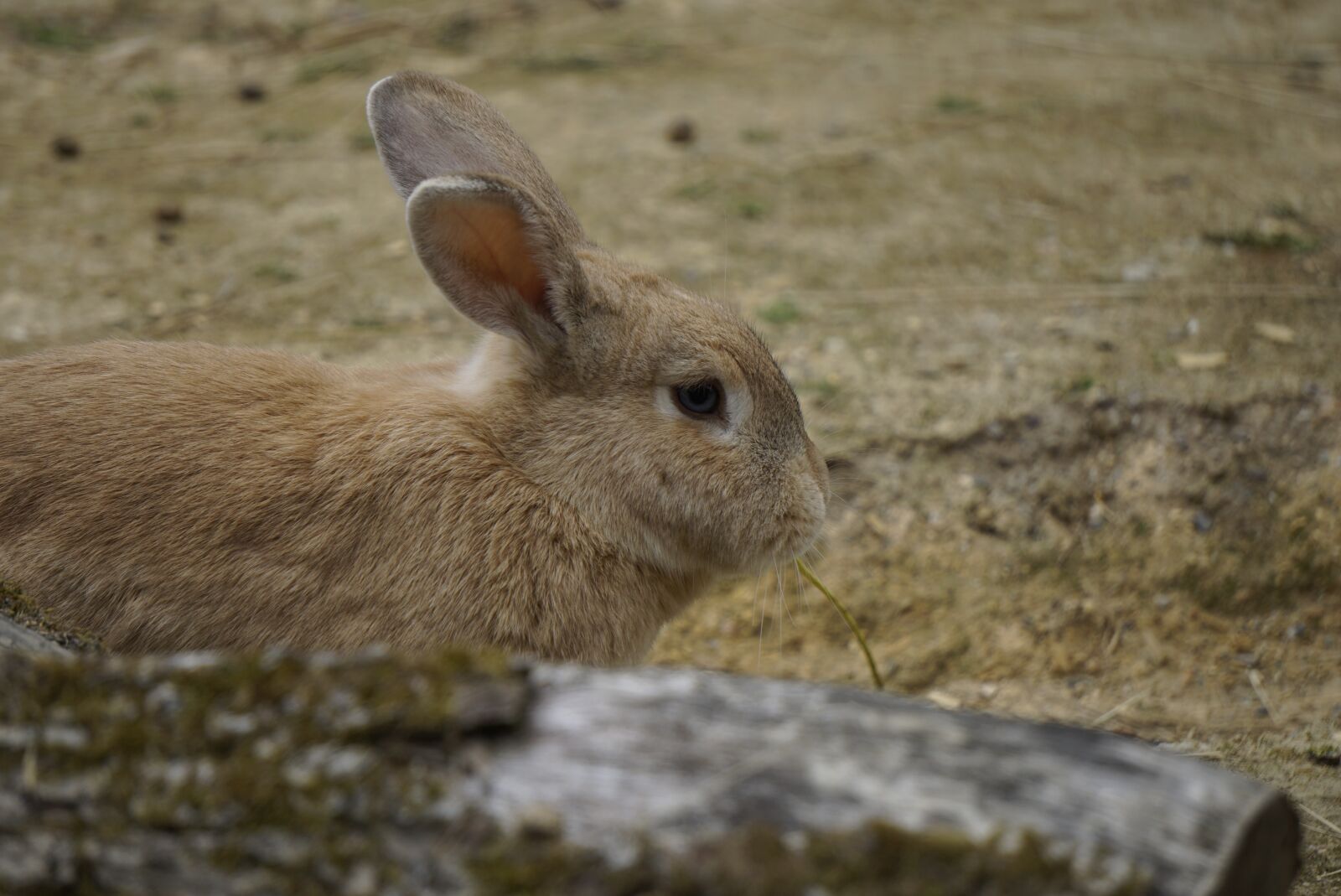 Sony a6000 + Sony E 55-210mm F4.5-6.3 OSS sample photo. Hare, rabbit, long eared photography