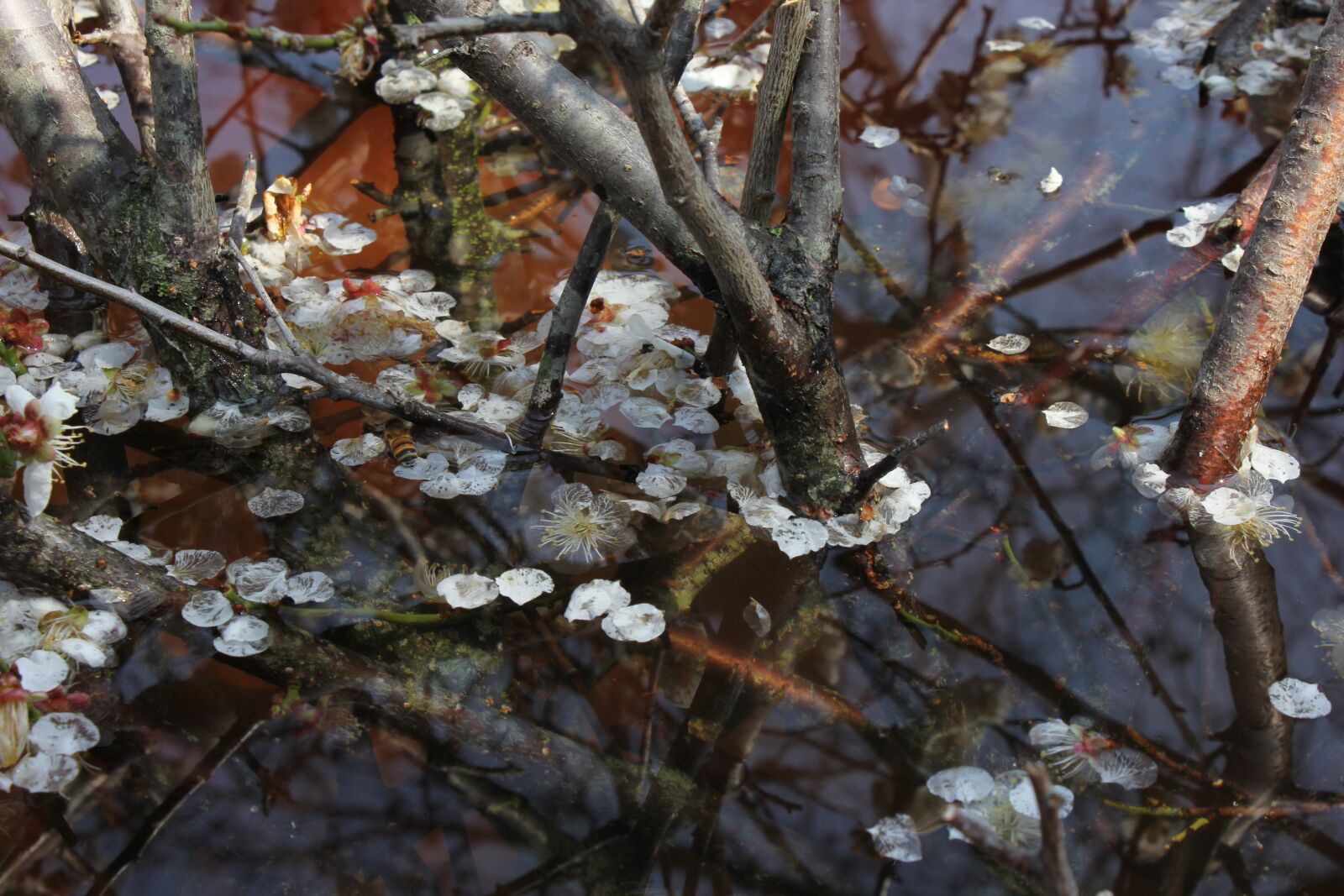 Canon EOS 60D sample photo. Plum blossoms, plum blossom photography