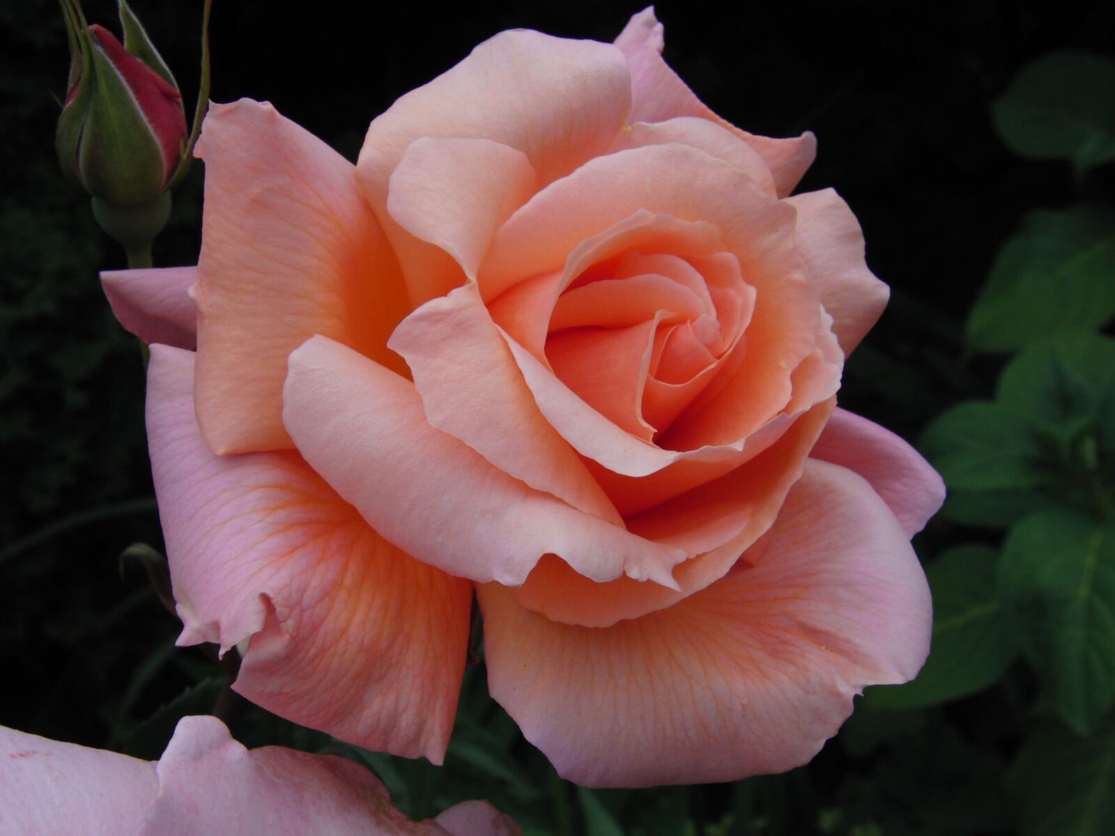 CASIO EX-FH20 sample photo. Nature, rose, plant photography