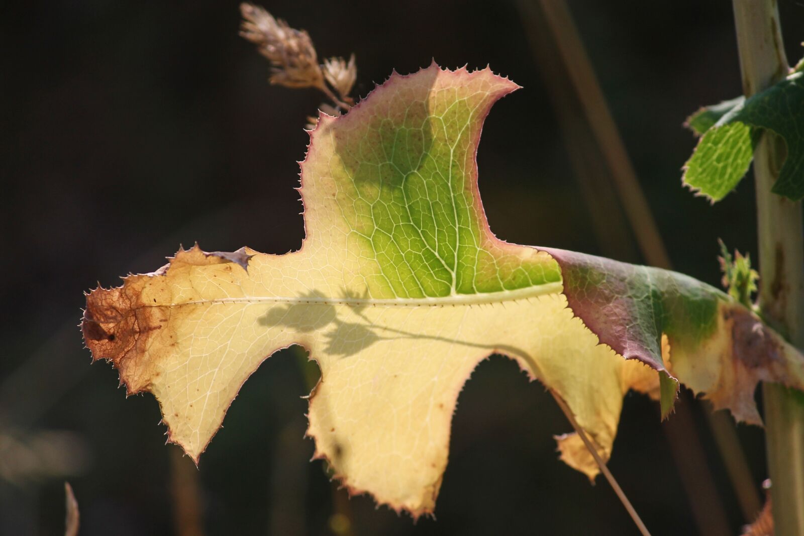 Canon EOS 1100D (EOS Rebel T3 / EOS Kiss X50) sample photo. Leaf, drought, structure photography