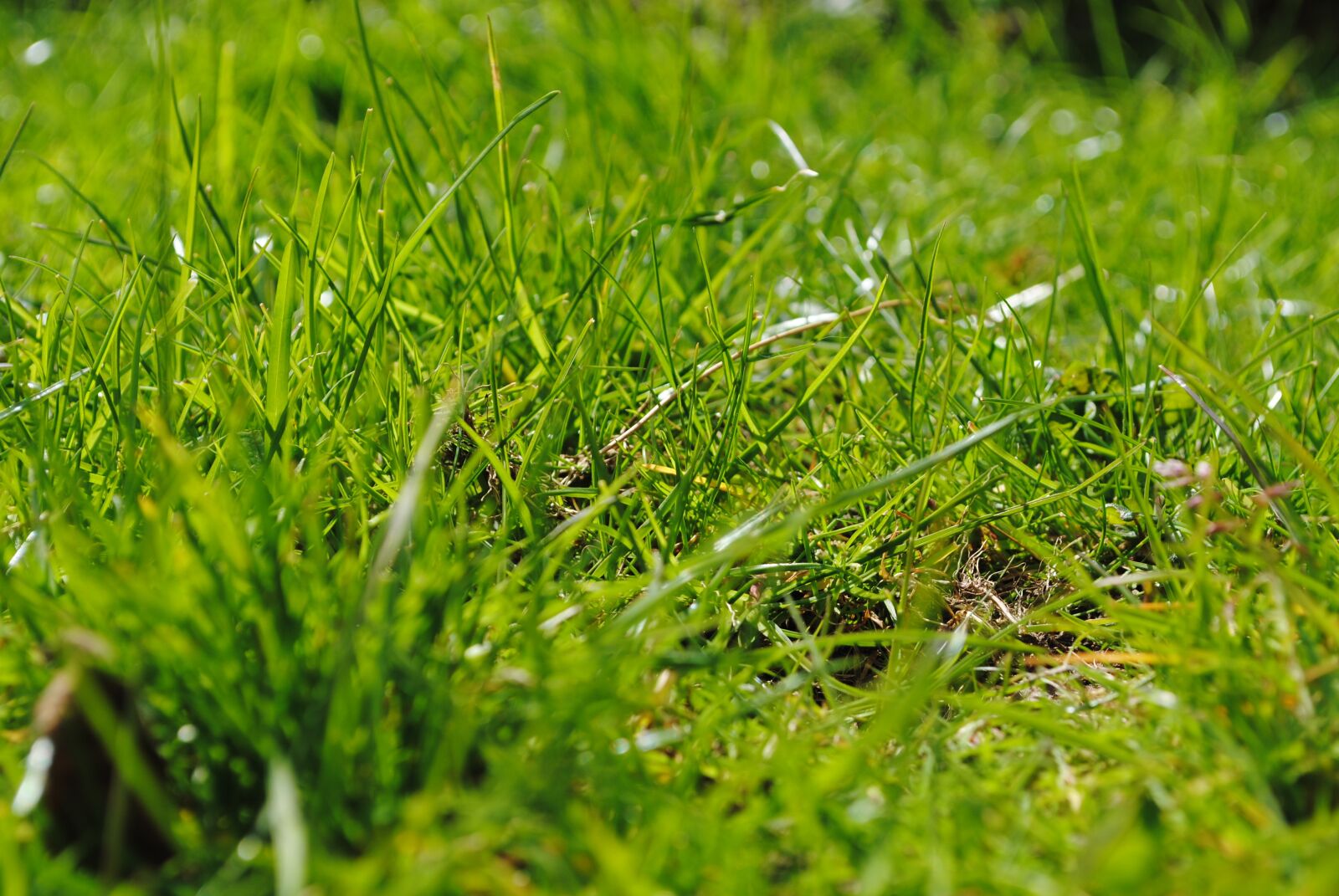 Nikon D3000 sample photo. Grass, meadow, green photography