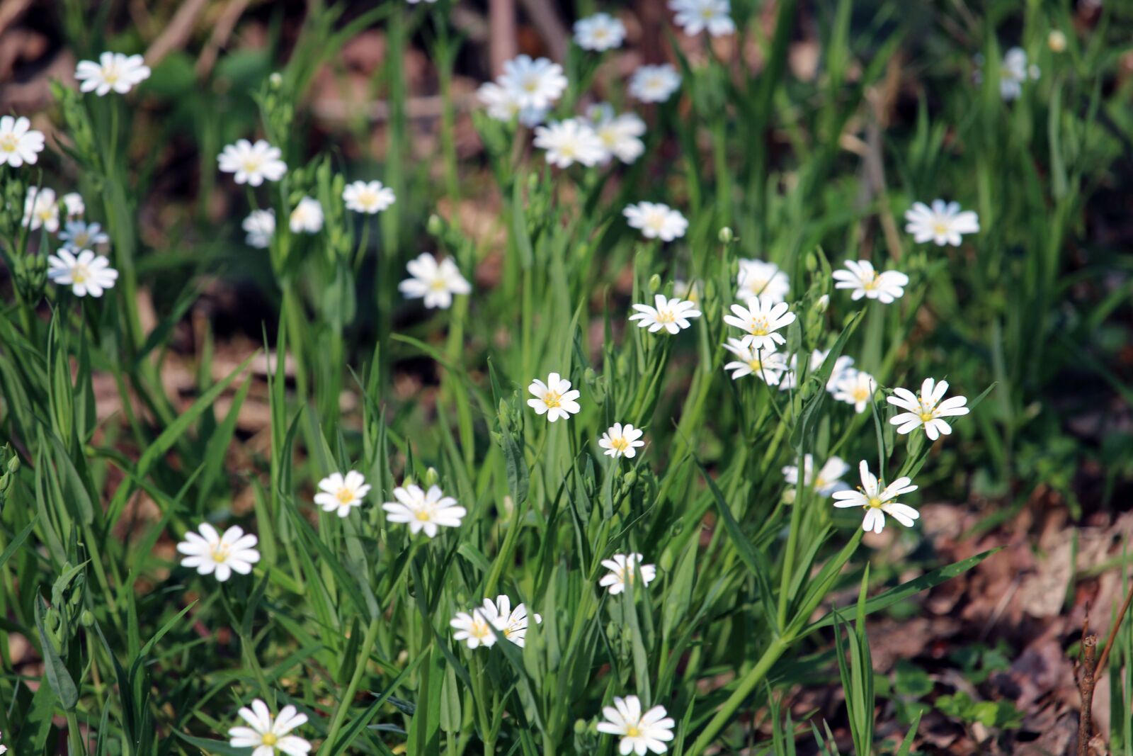 Canon EOS 1200D (EOS Rebel T5 / EOS Kiss X70 / EOS Hi) sample photo. White flowers, grasses, flowers photography