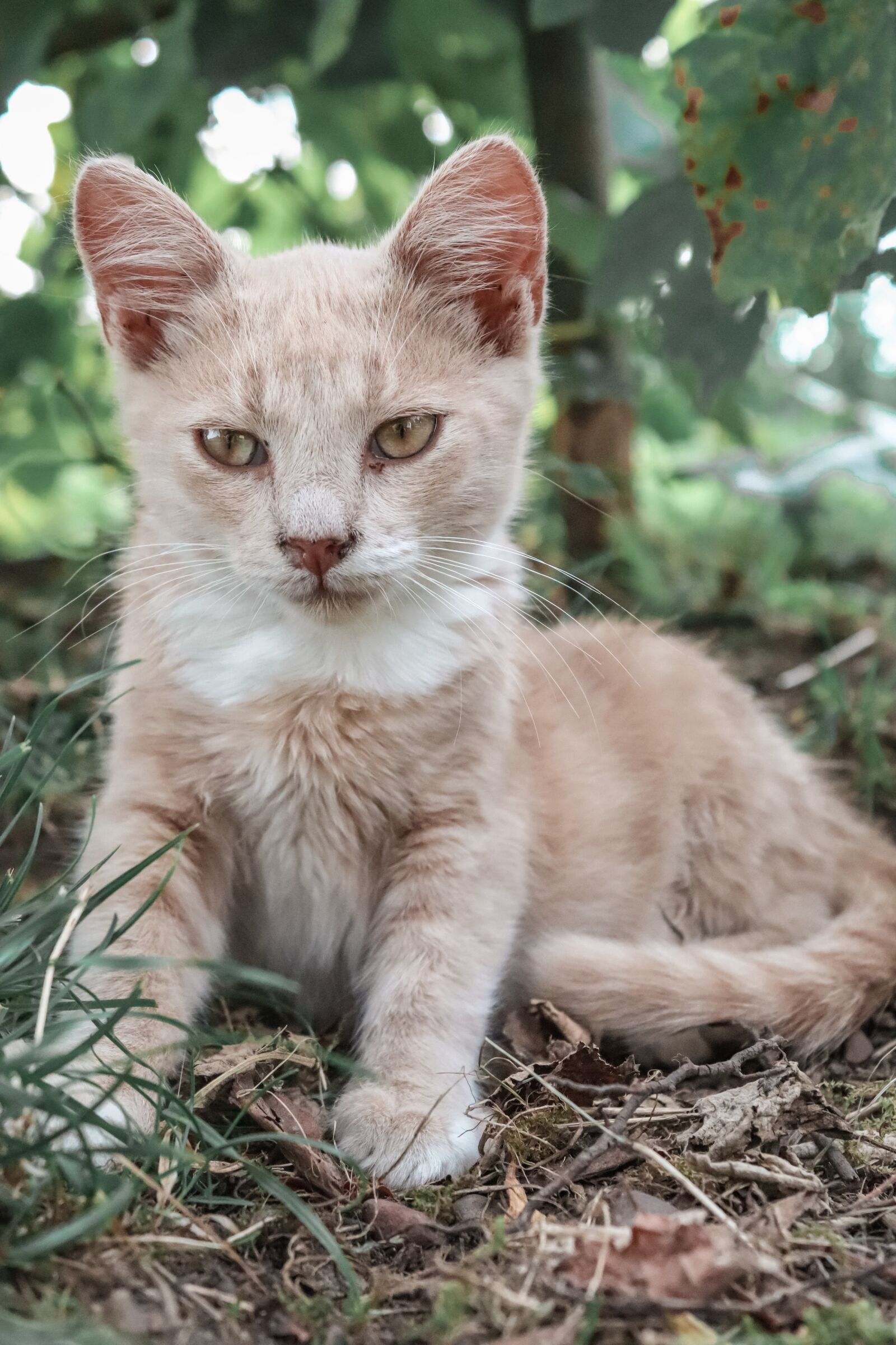 Canon EOS 200D (EOS Rebel SL2 / EOS Kiss X9) sample photo. Cat, kitten, cute photography