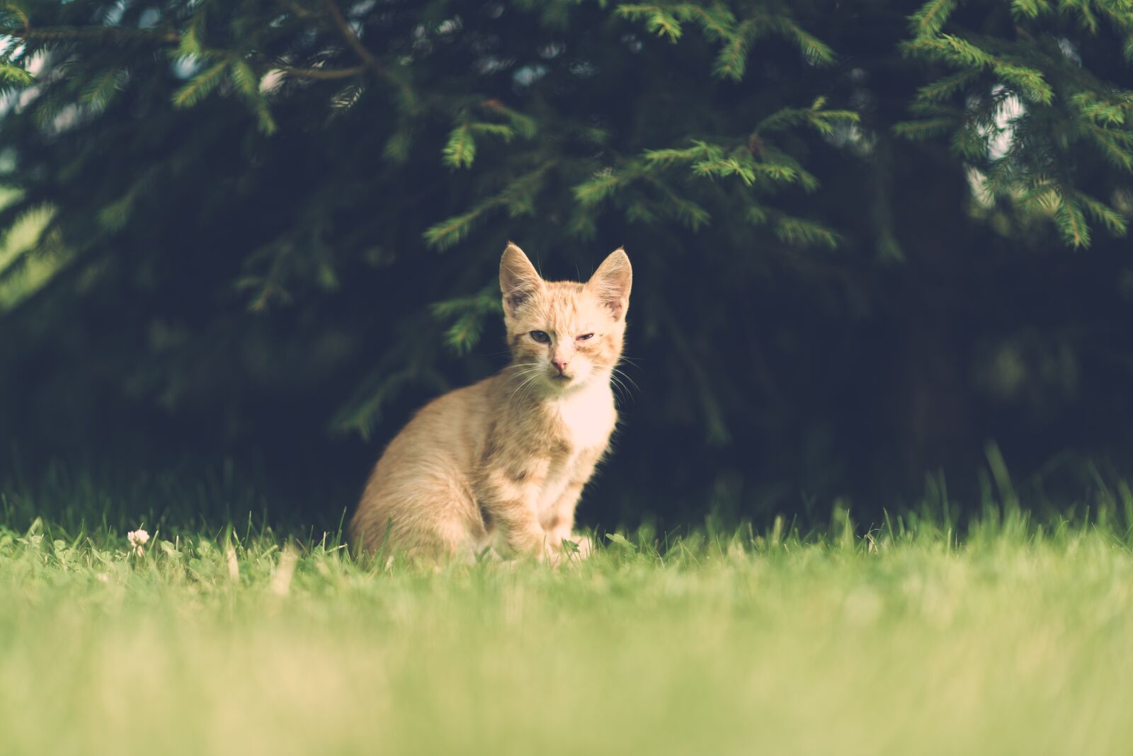 Nikon D600 sample photo. Cat, eye, injury photography