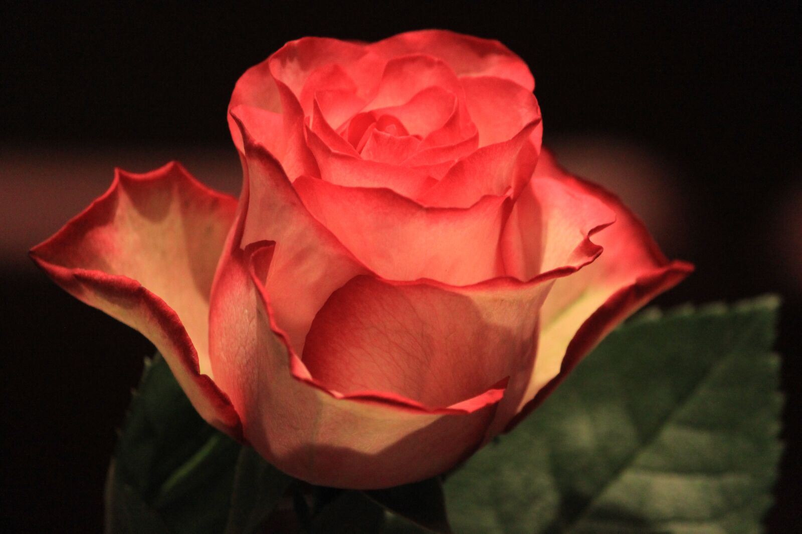 Canon EOS 500D (EOS Rebel T1i / EOS Kiss X3) sample photo. Flower, rose, love photography
