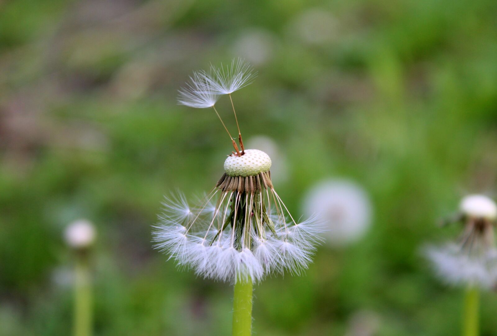 Canon EOS 1200D (EOS Rebel T5 / EOS Kiss X70 / EOS Hi) sample photo. Dandelion, sonchus oleraceus, spring photography