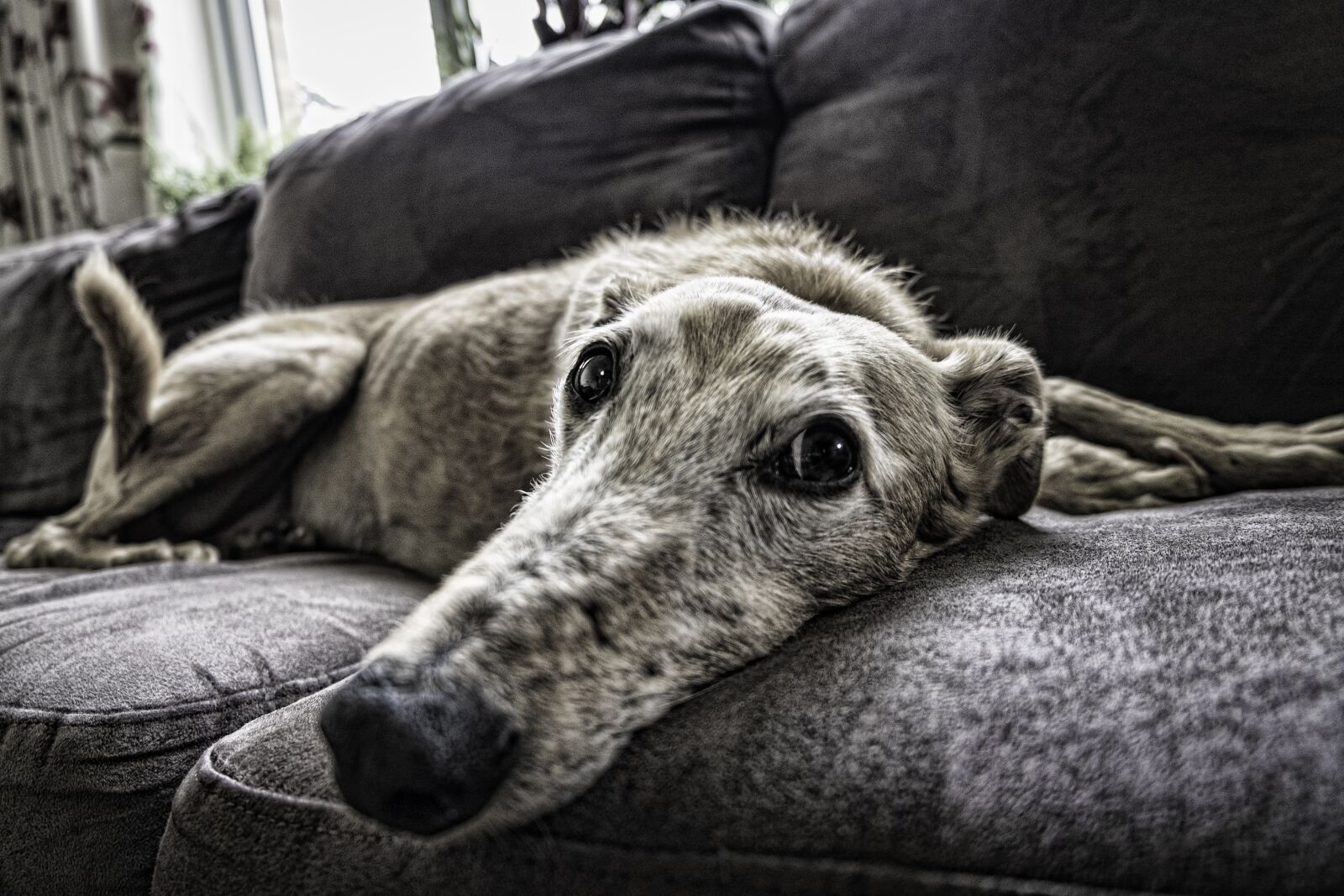 Fujifilm XC 16-50mm F3.5-5.6 OIS II sample photo. Dog, sofa, rest photography