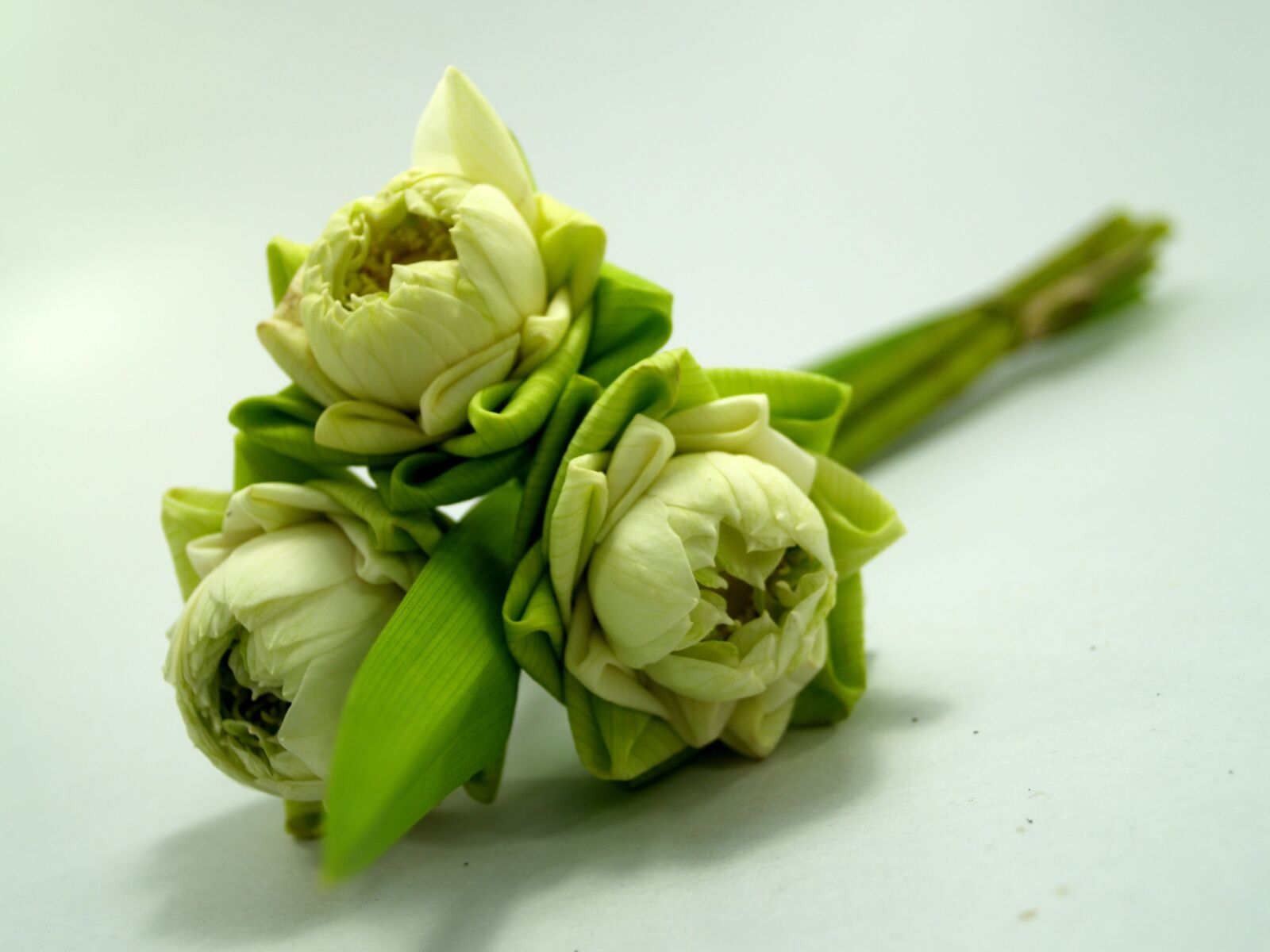 Olympus E-300 (EVOLT E-300) sample photo. White, flower, lotus photography