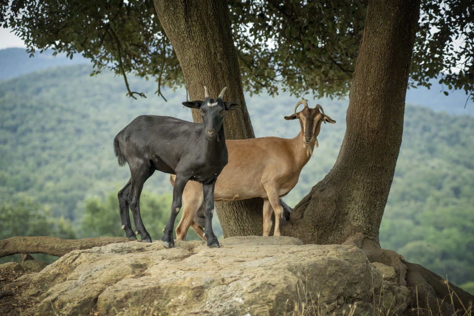 Sony a7 III sample photo. Goats, mount, horns photography