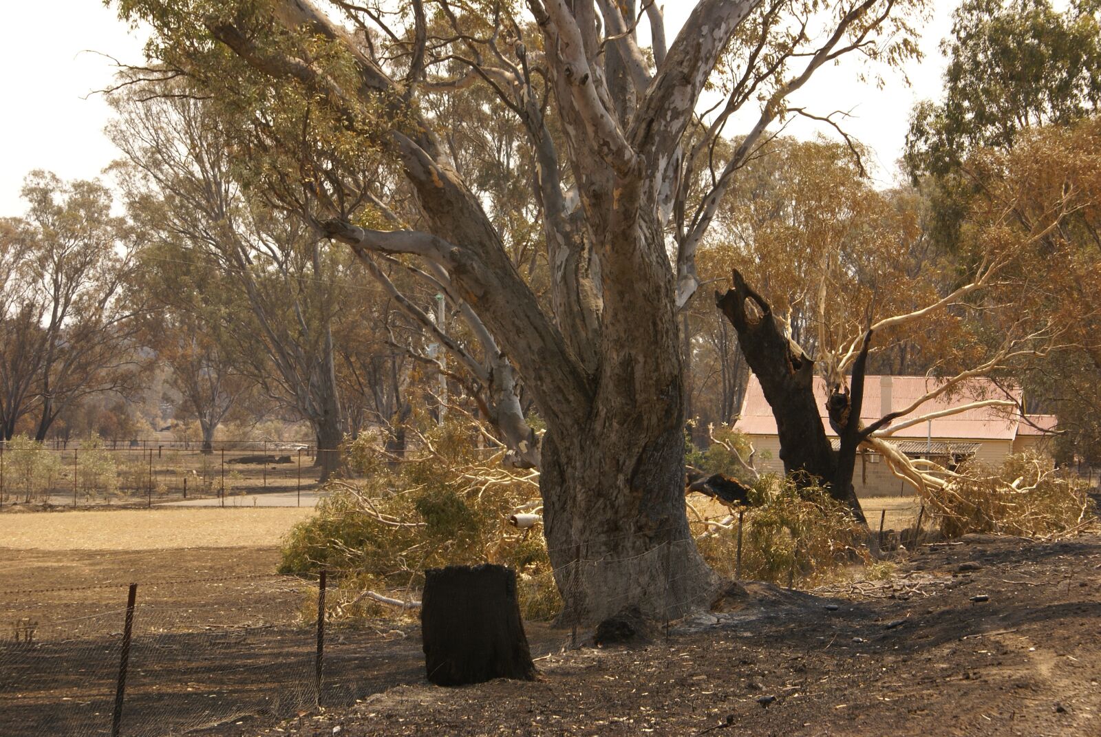 Sony Alpha DSLR-A100 sample photo. Bushfire, australia, landscape photography