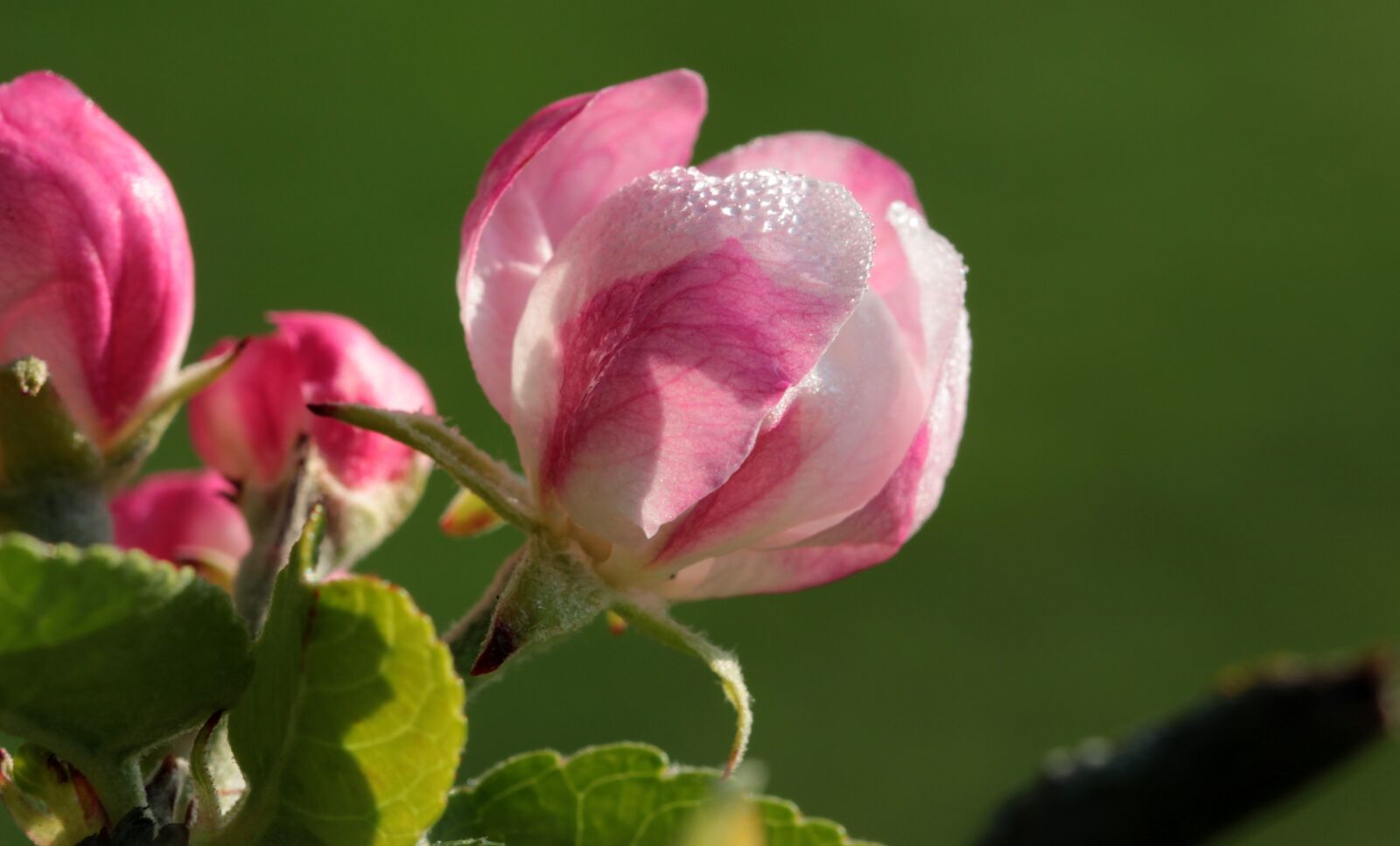 Canon EOS 650D (EOS Rebel T4i / EOS Kiss X6i) sample photo. Apple tree blossom, apple photography