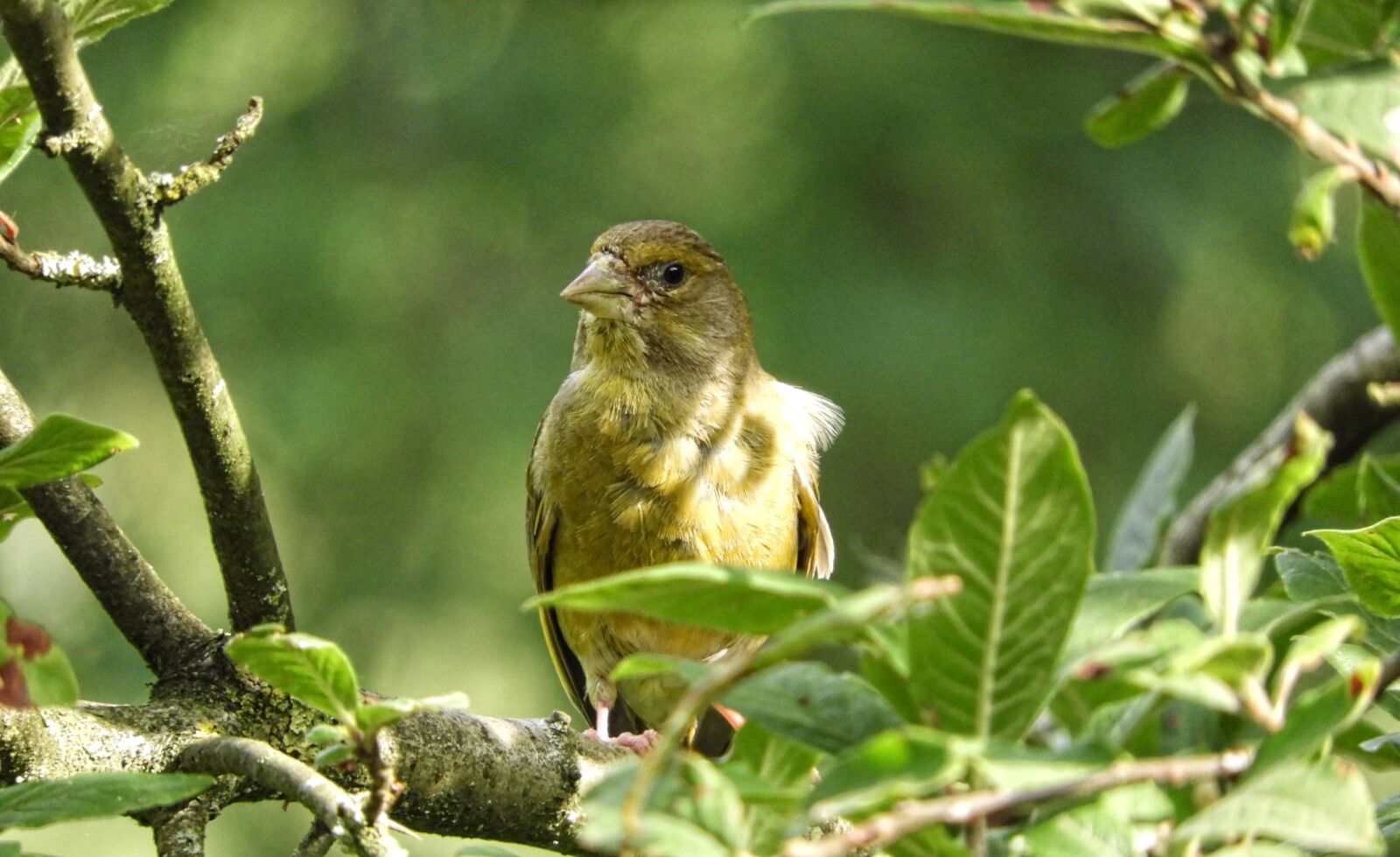 Nikon Coolpix B700 sample photo. Greenfinch, bird, on branch photography